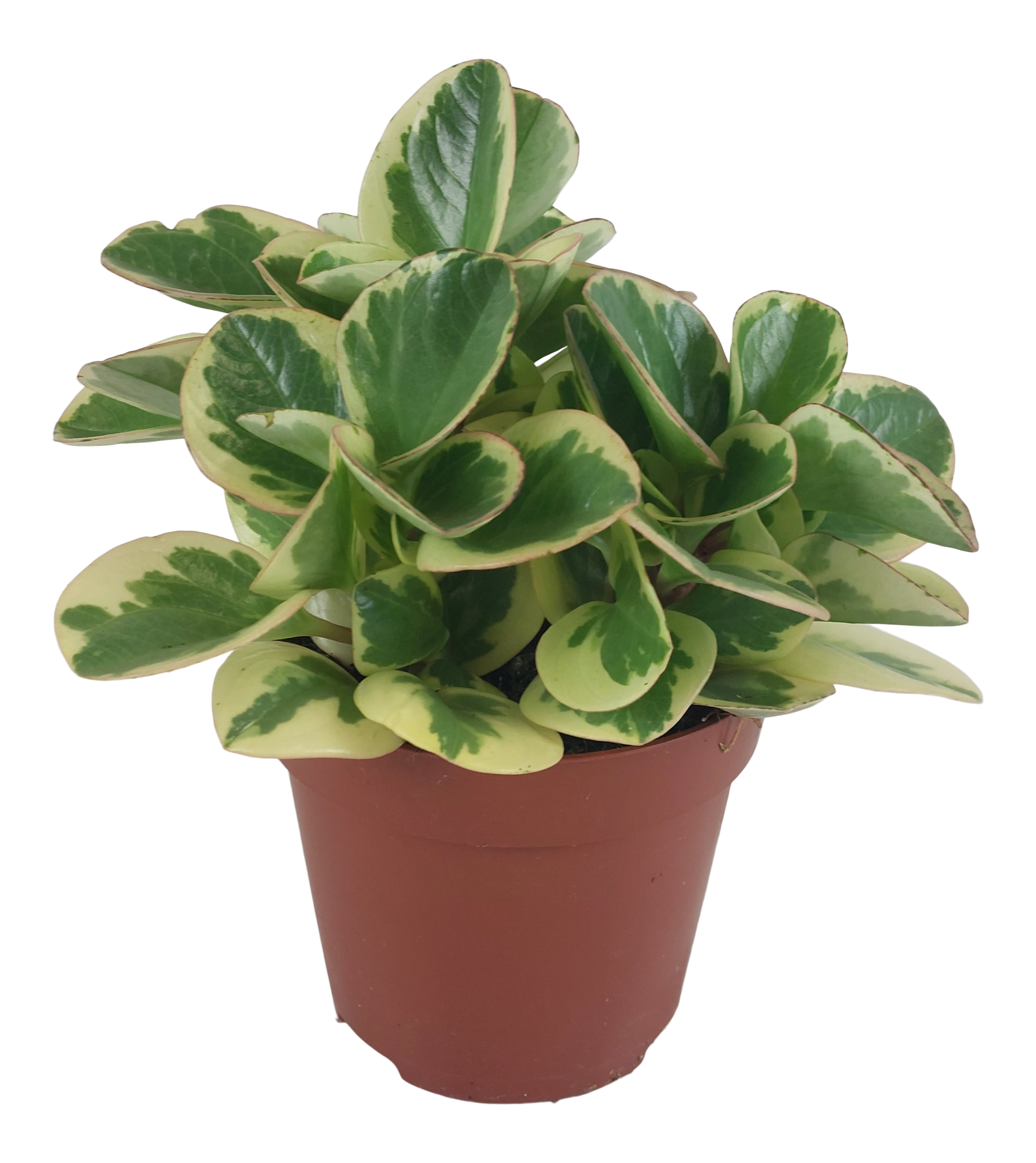 Peperomia Obtipan Bicolor 20 cm