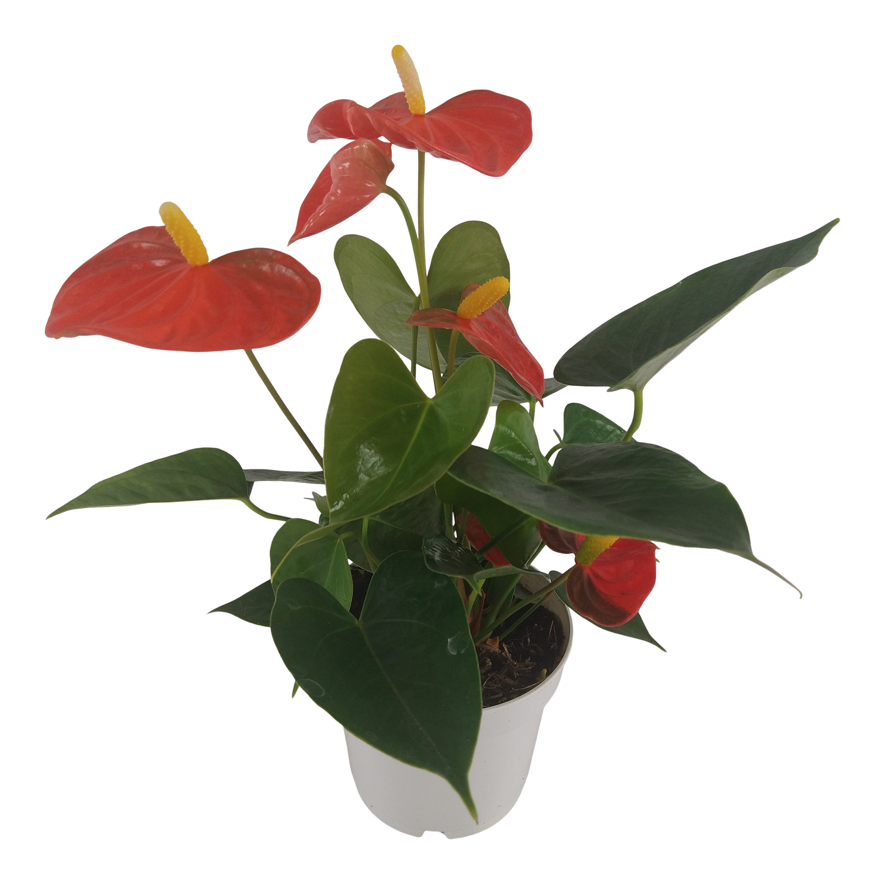 Anturium Orange Champion 40 cm