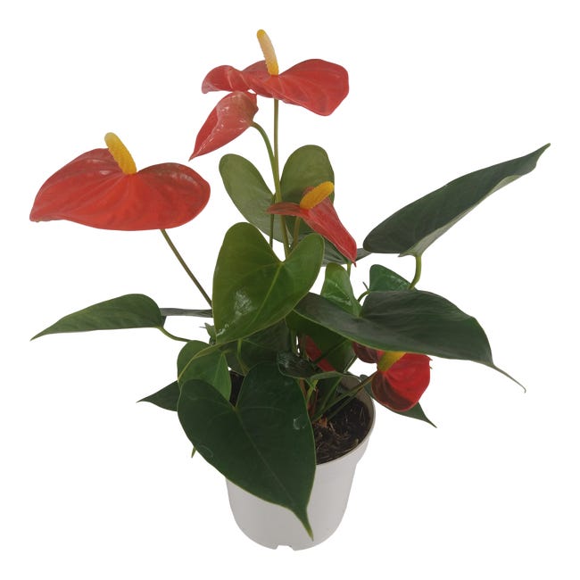 Anturium orange champion 40 cm 84348690