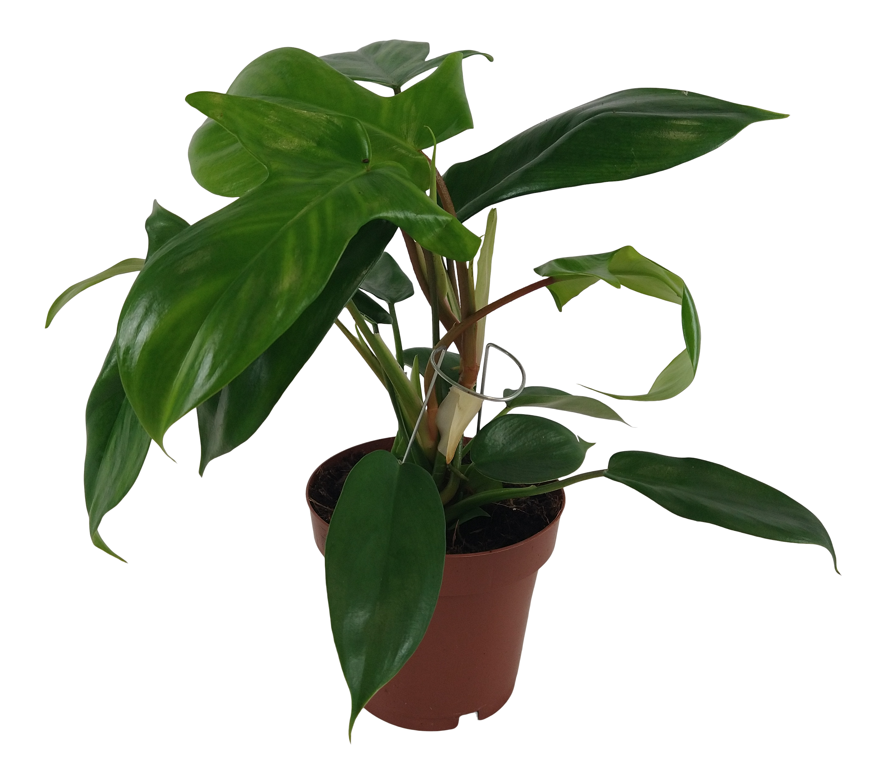 Filodendron Florida Green 25 cm
