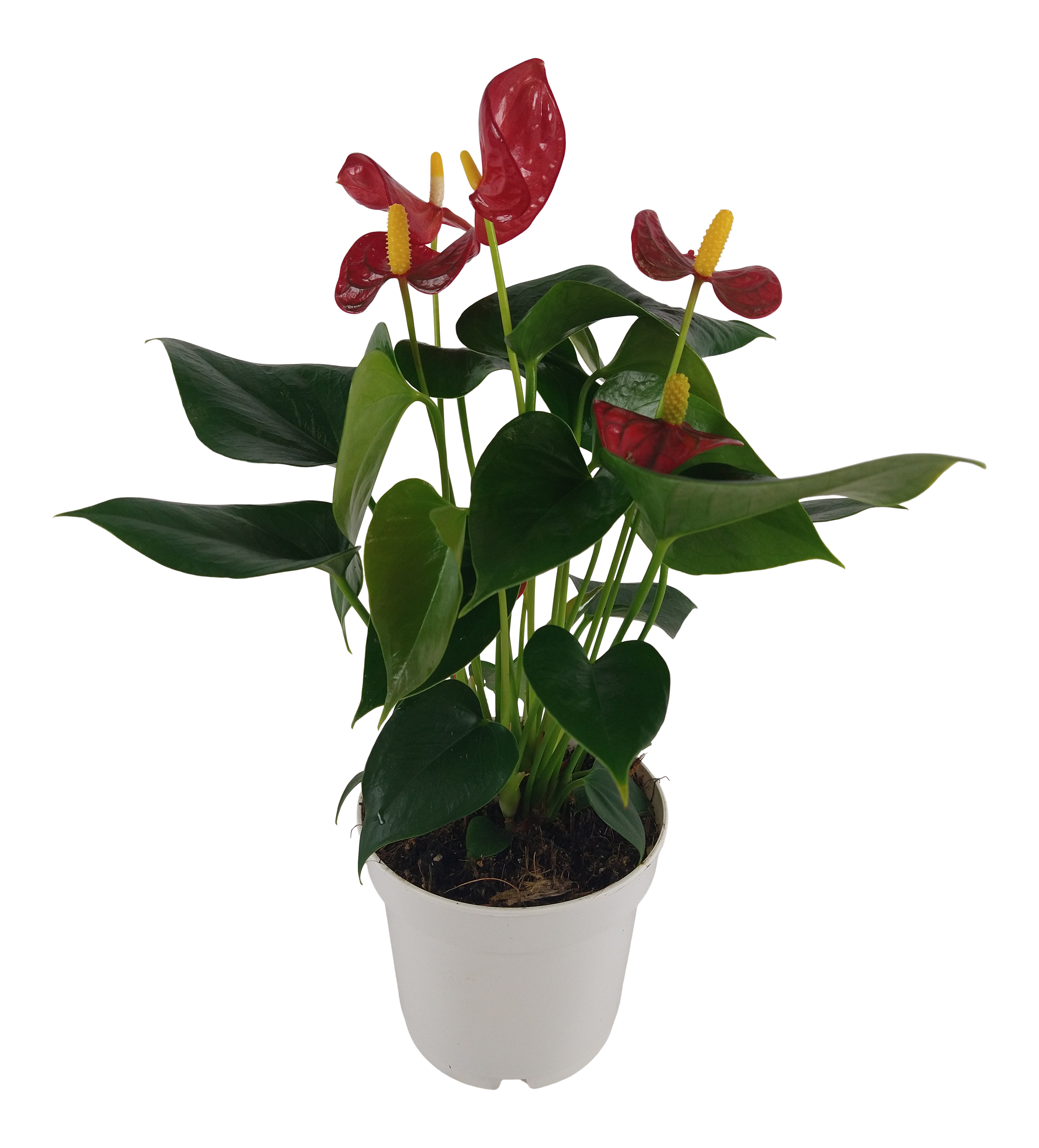 Anturium Red Champion 40 cm