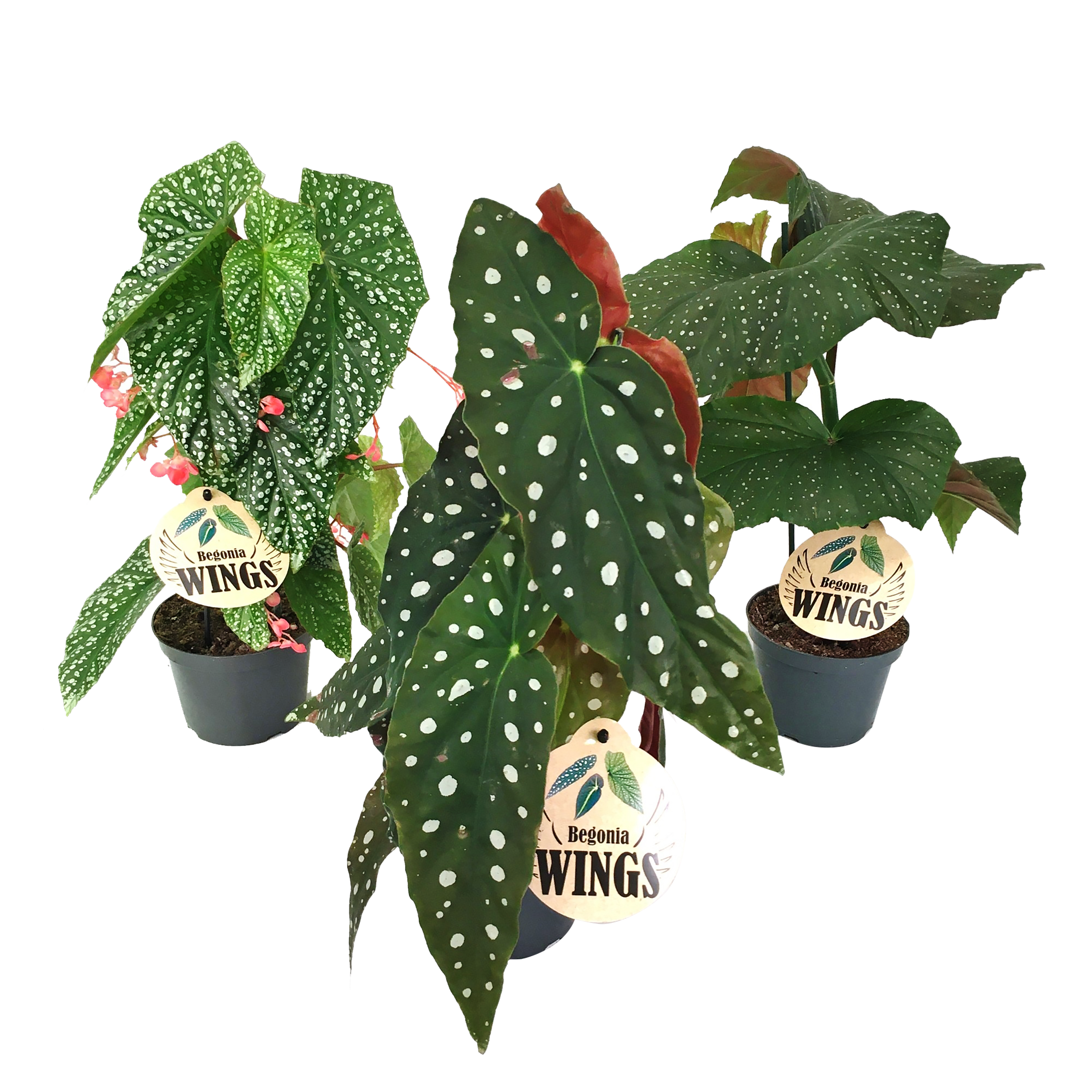 Begonia Wings mix 30 cm
