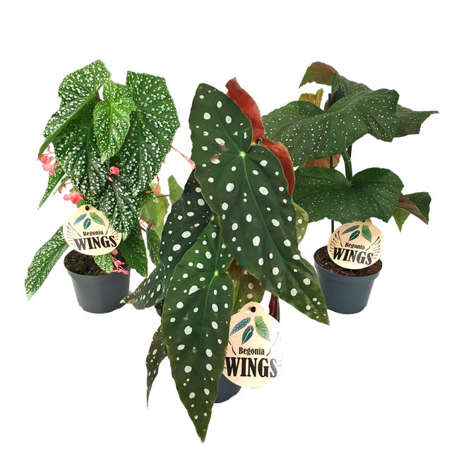 Begonia wings mix 30 cm 84173590