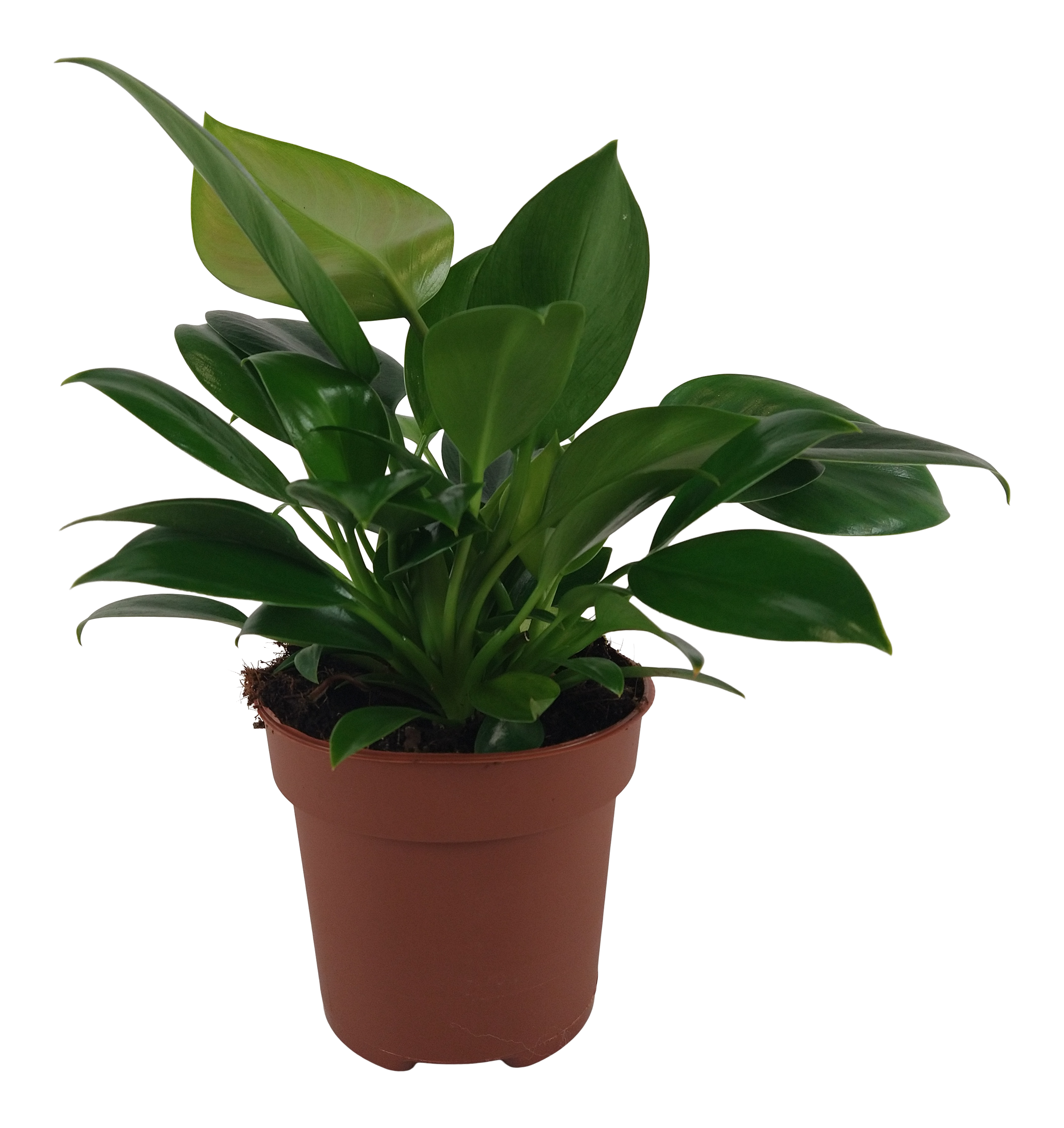 Filodendron Green Princess 25 cm