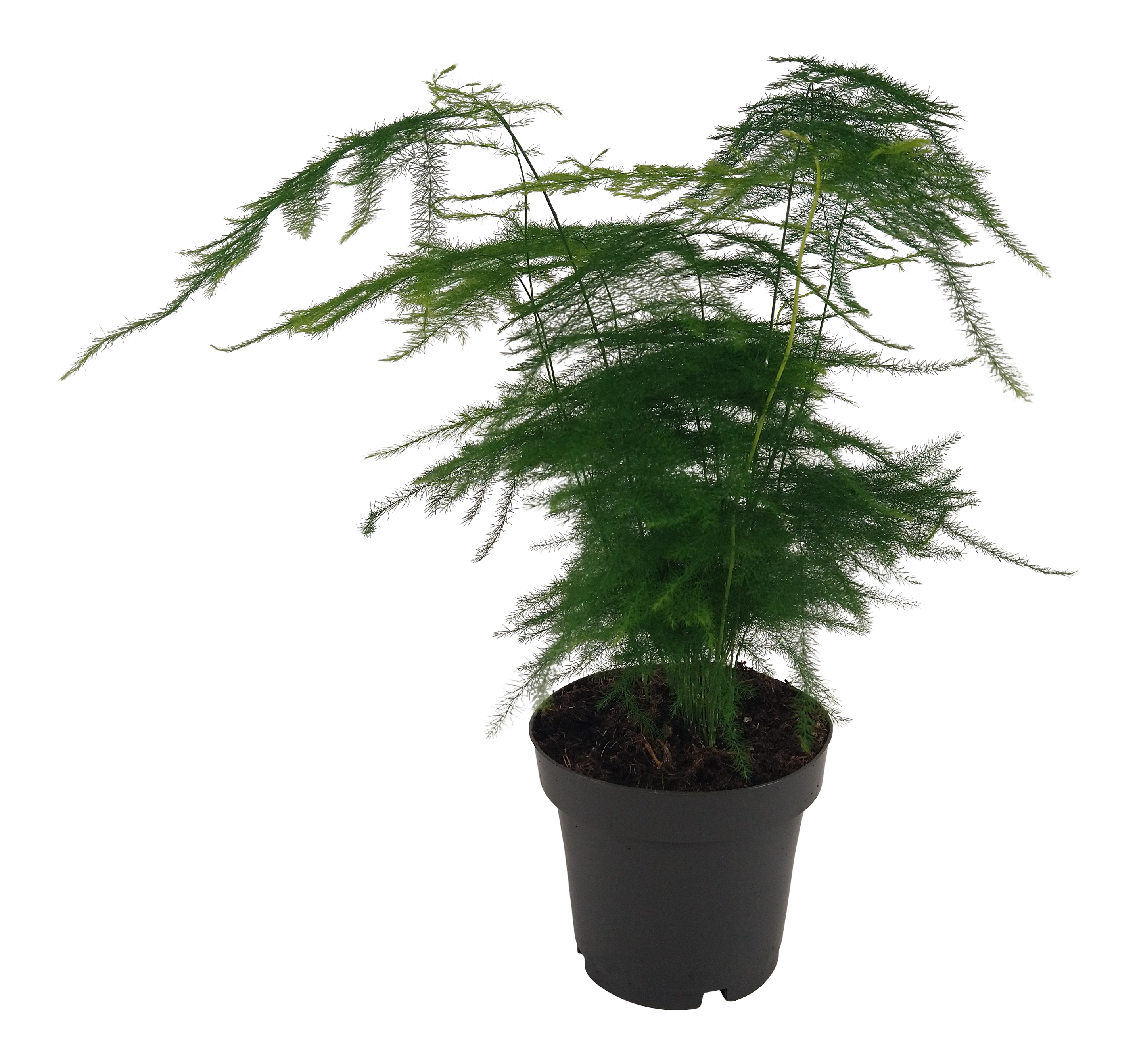 Asparagus Setaceus Plumosus 30 cm