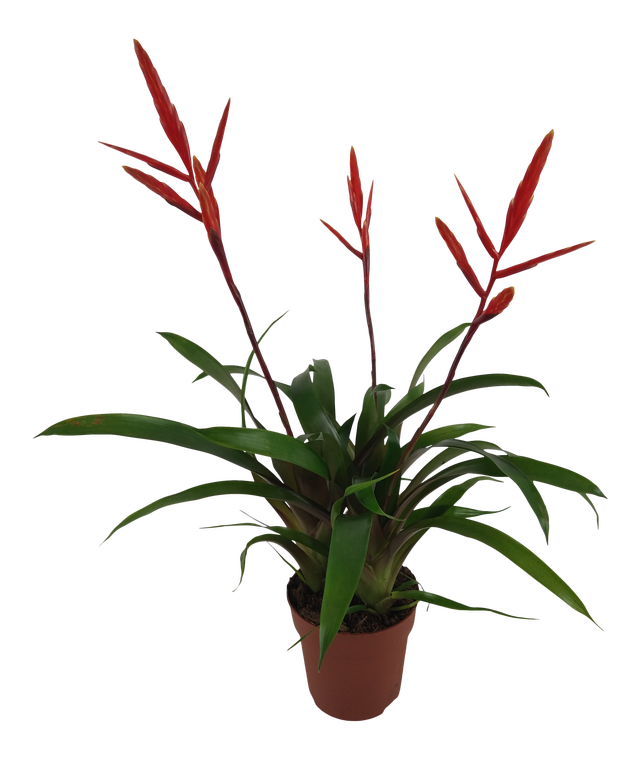 Guzmania, bromelia, vriesea - rośliny kwitnące domowe