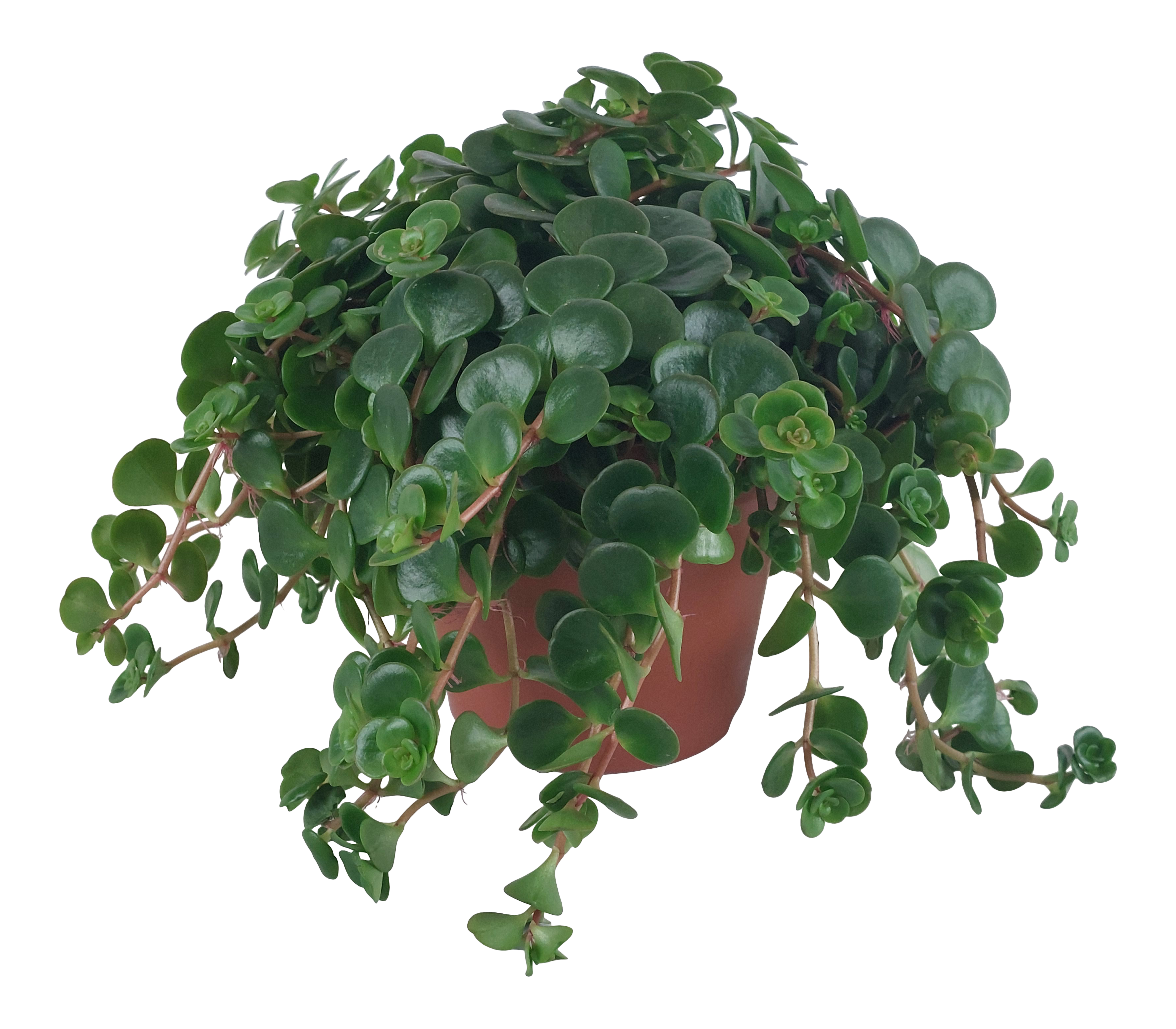 Sedum Tornado 16 cm