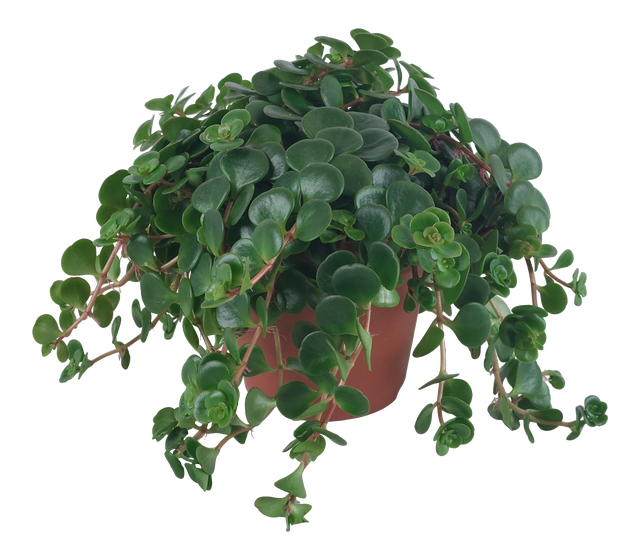 Sedum Tornado 16 cm