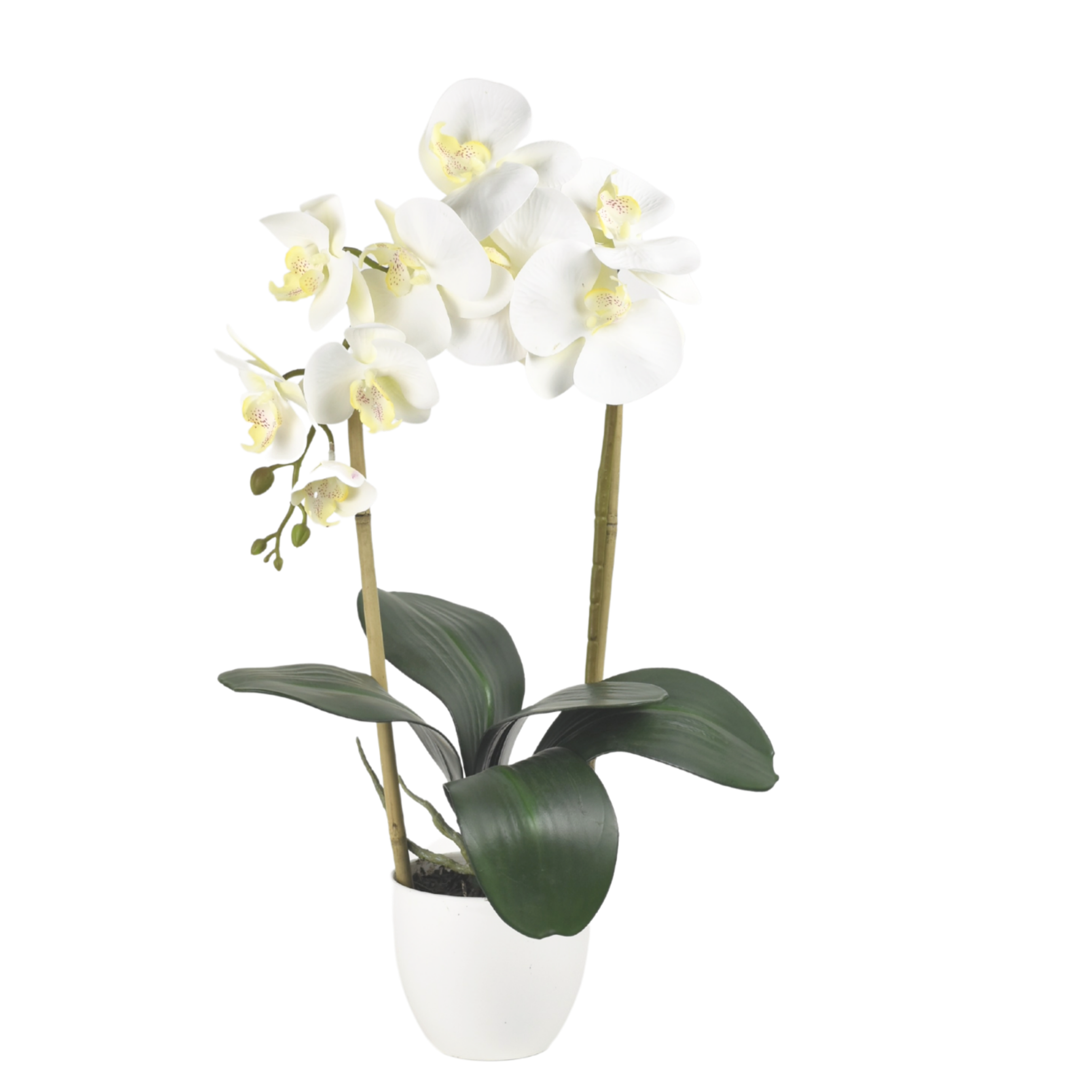Storczyk sztuczny 1pęd 56cm na pergoli