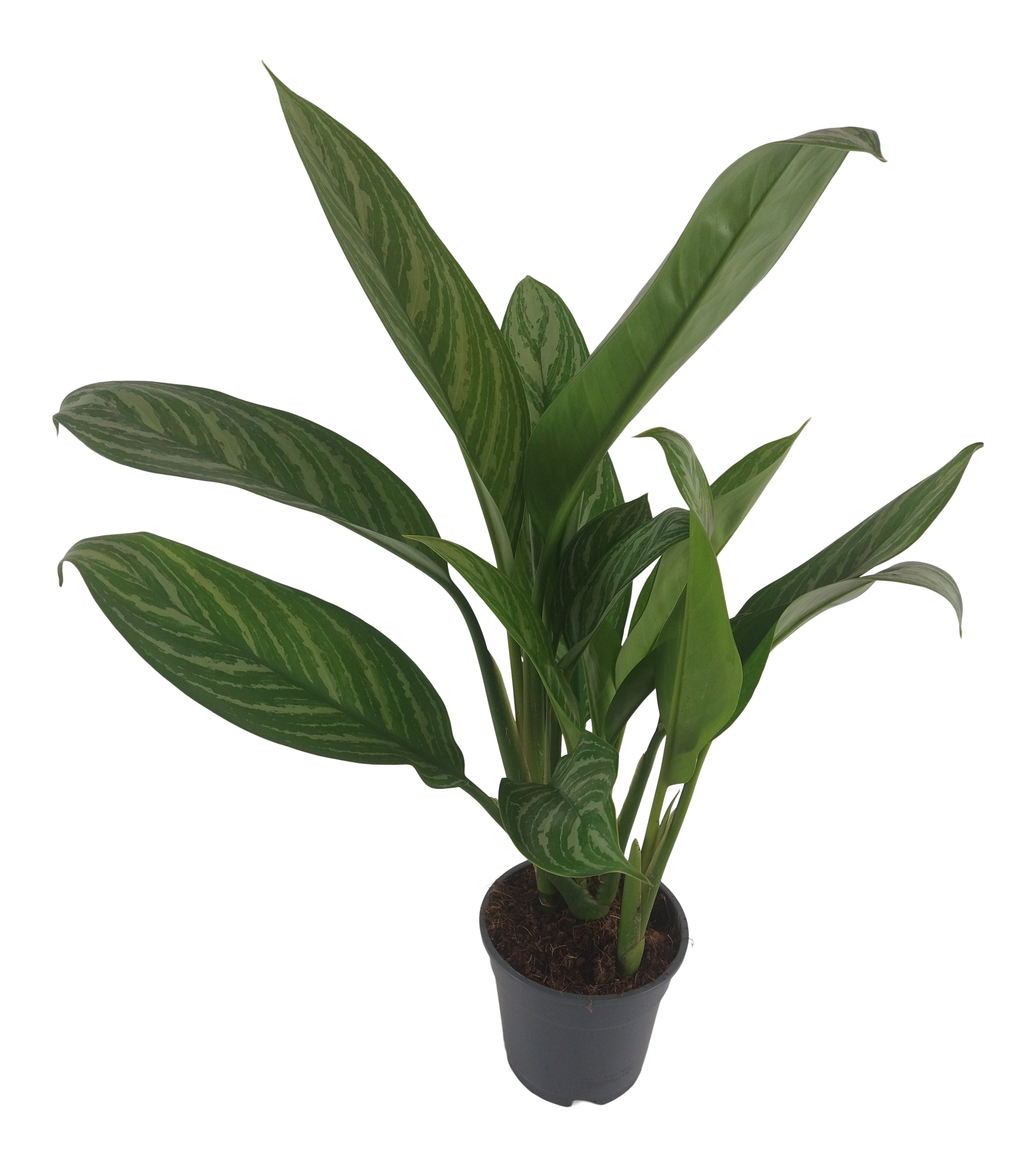 Aglonema Keylime 55-65 cm