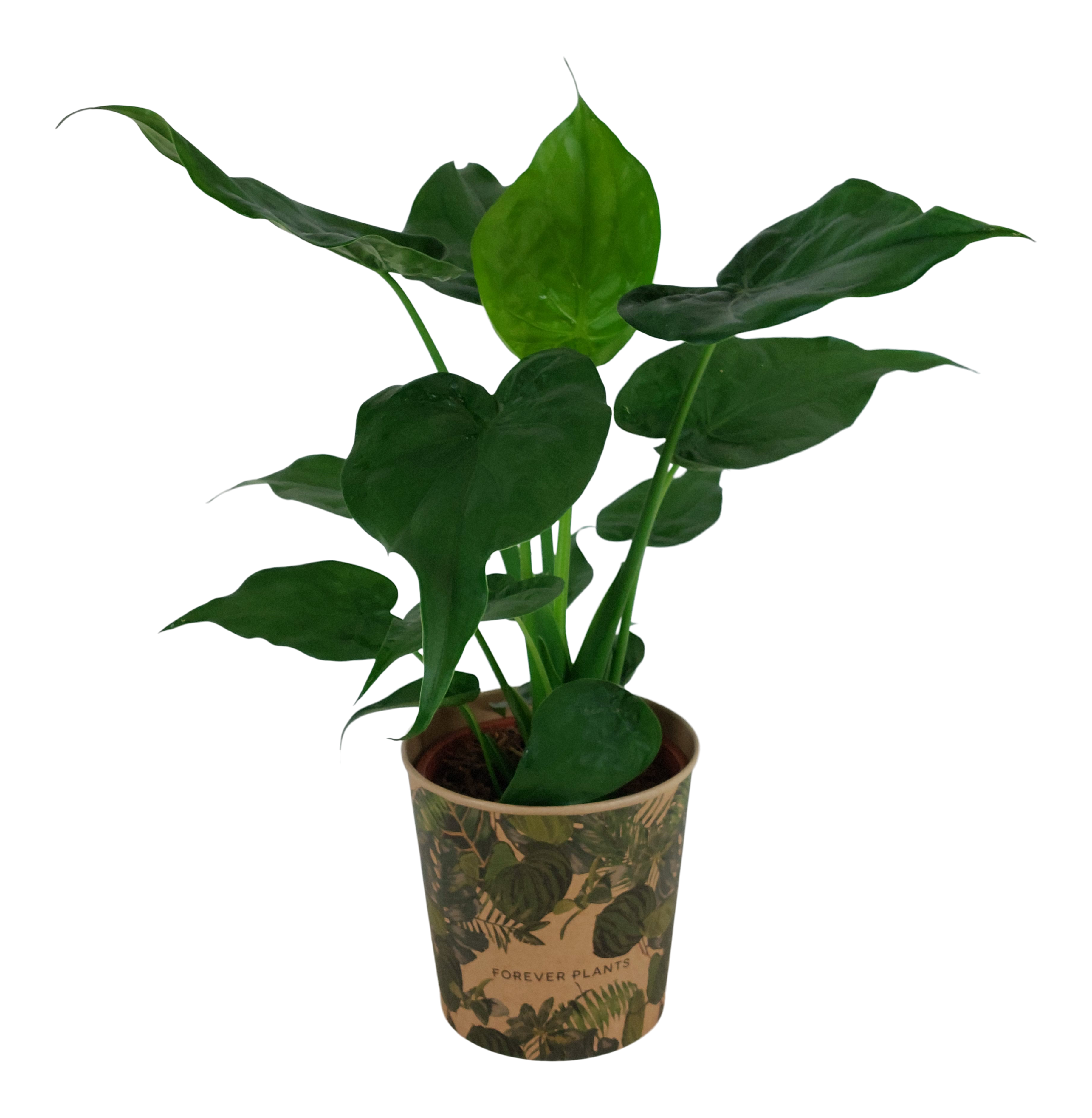 Alokazja Cucullata 50-60 cm