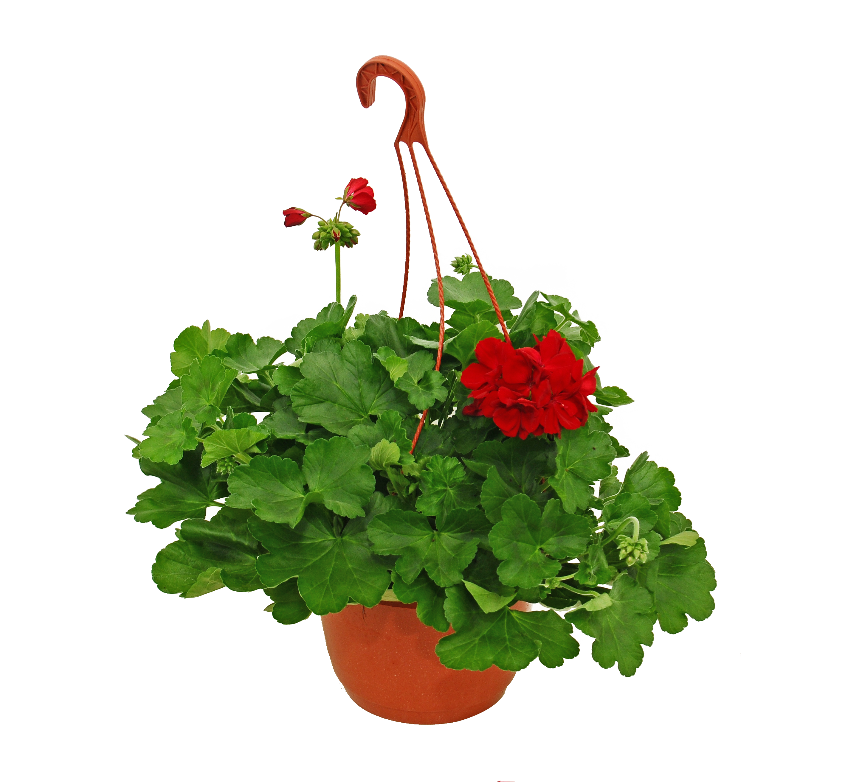 Pelargonia Caliope Maxi 30cm