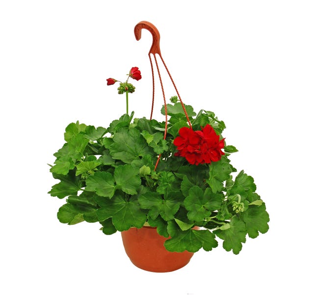 Pelargonia caliope maxi 30cm 84582702