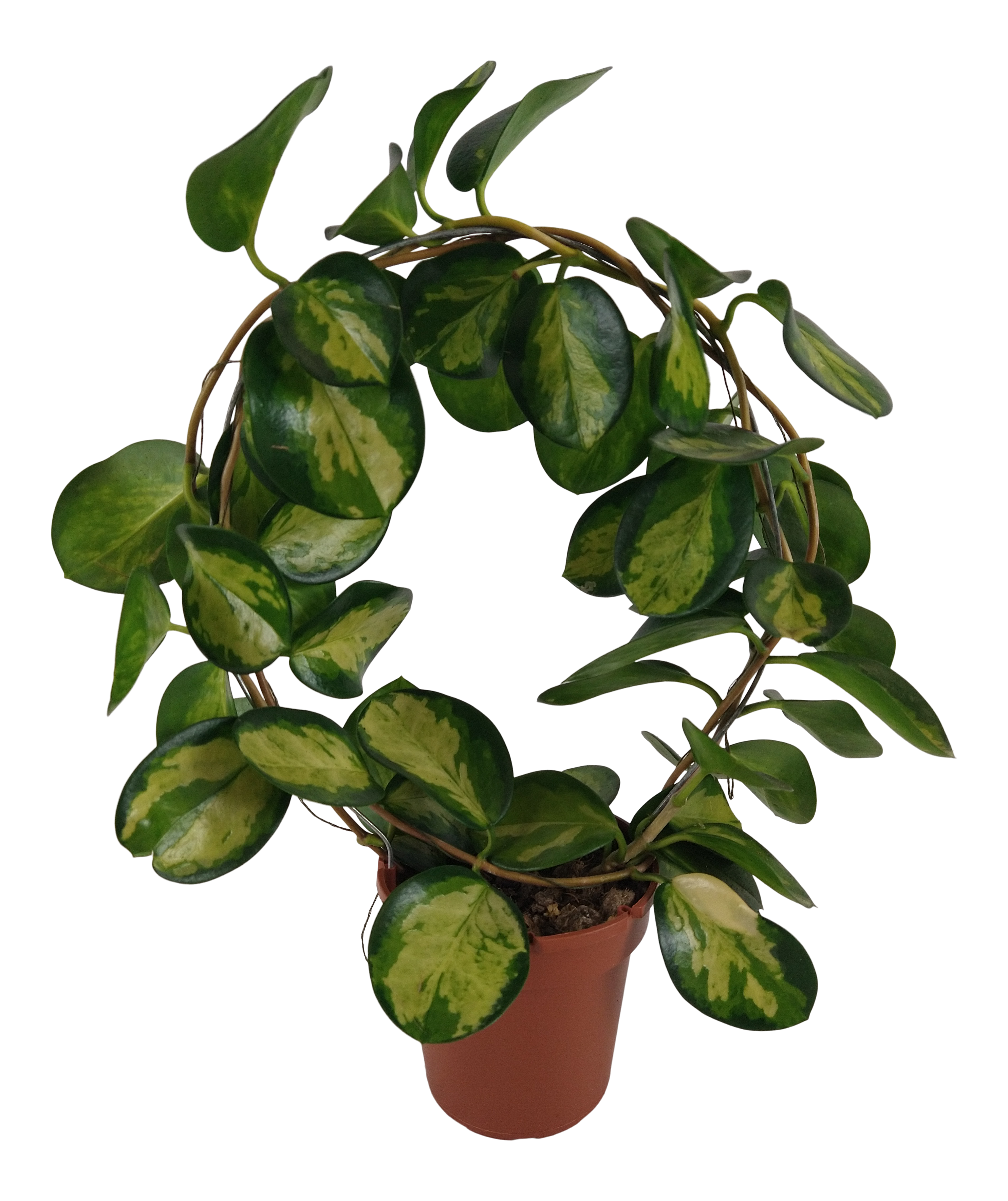 Hoja Lisa Boog 45 cm