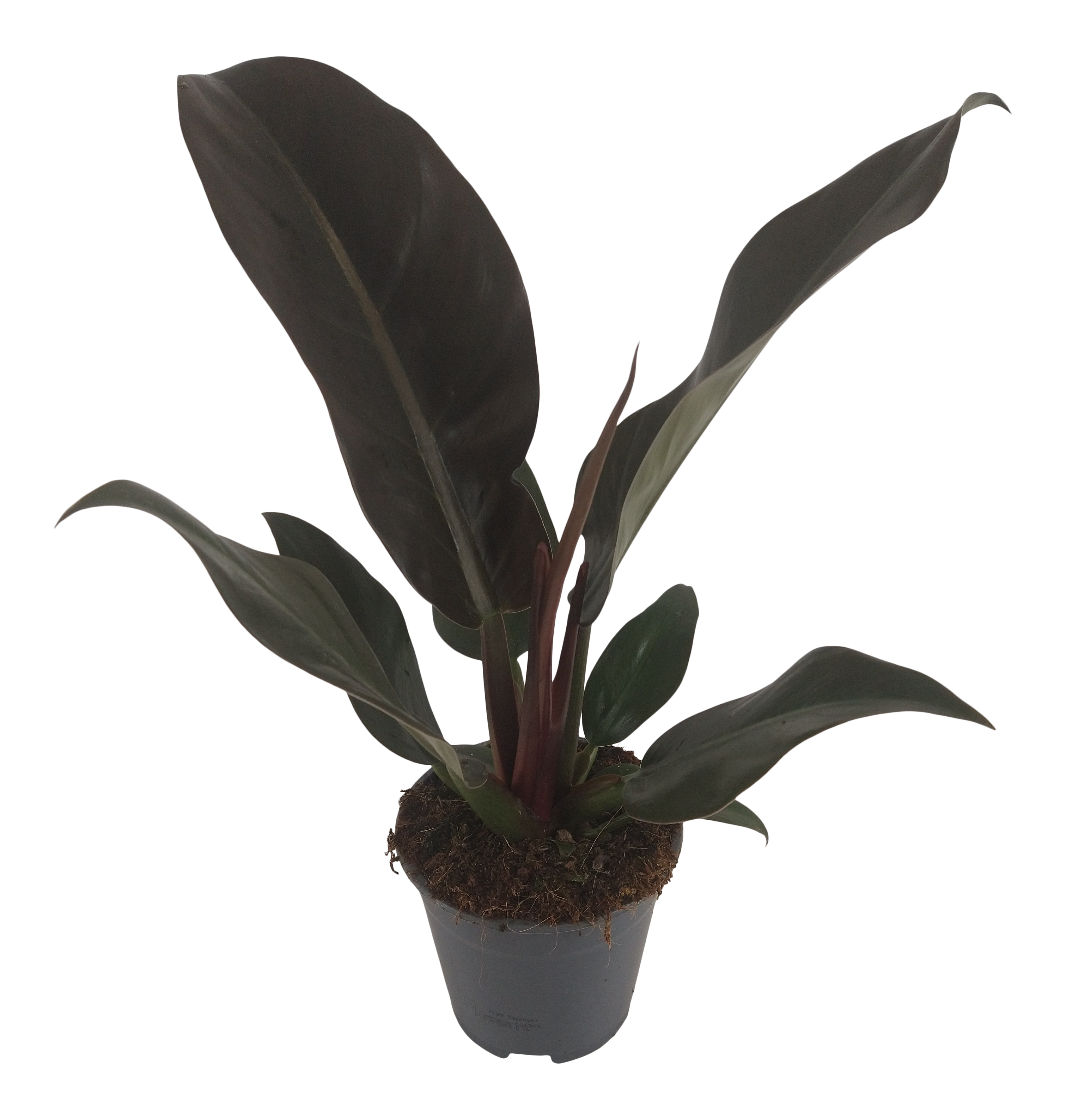 Filodendron Imperial Red 35-40 cm