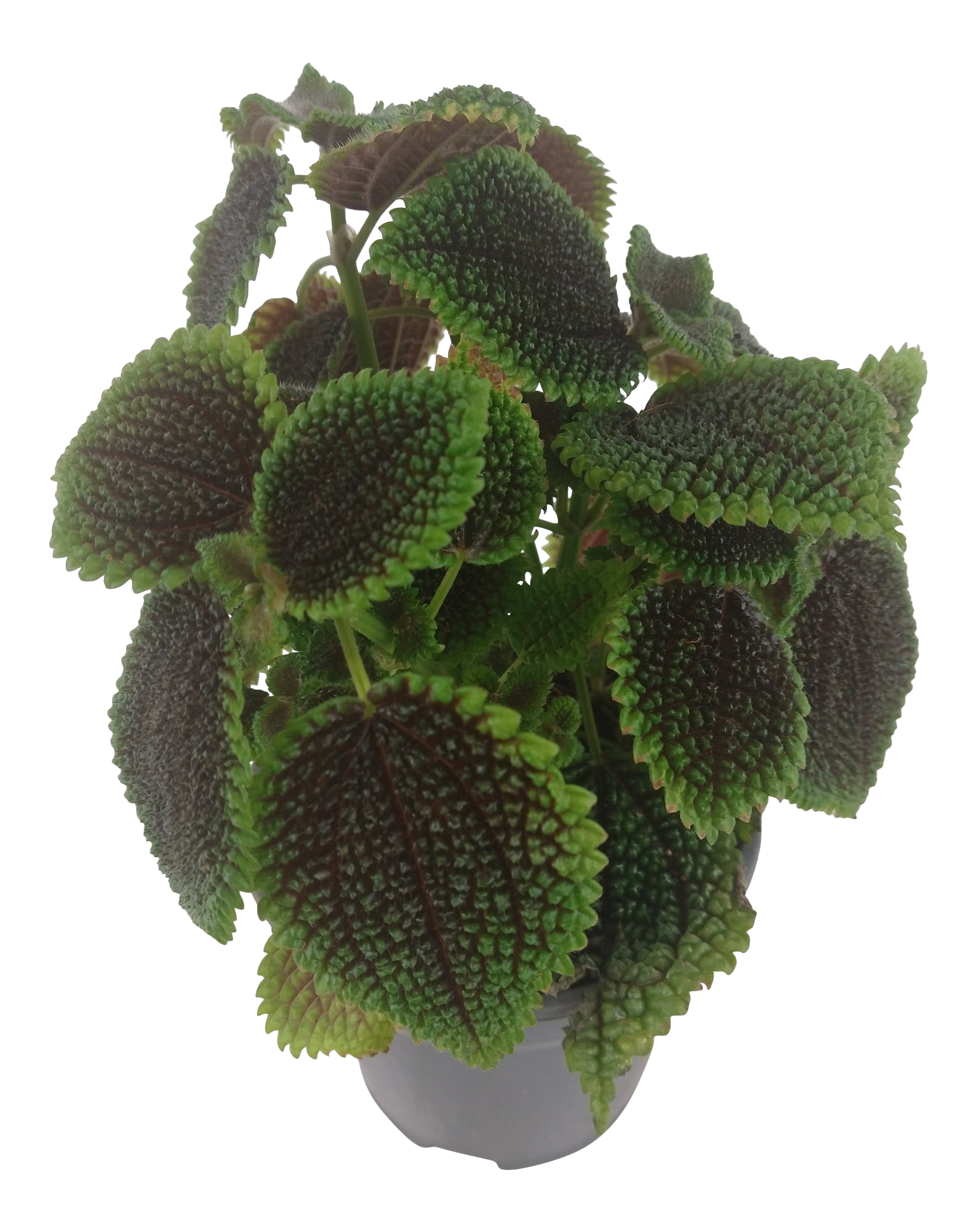 Pillea Moonvalley 20-25 cm