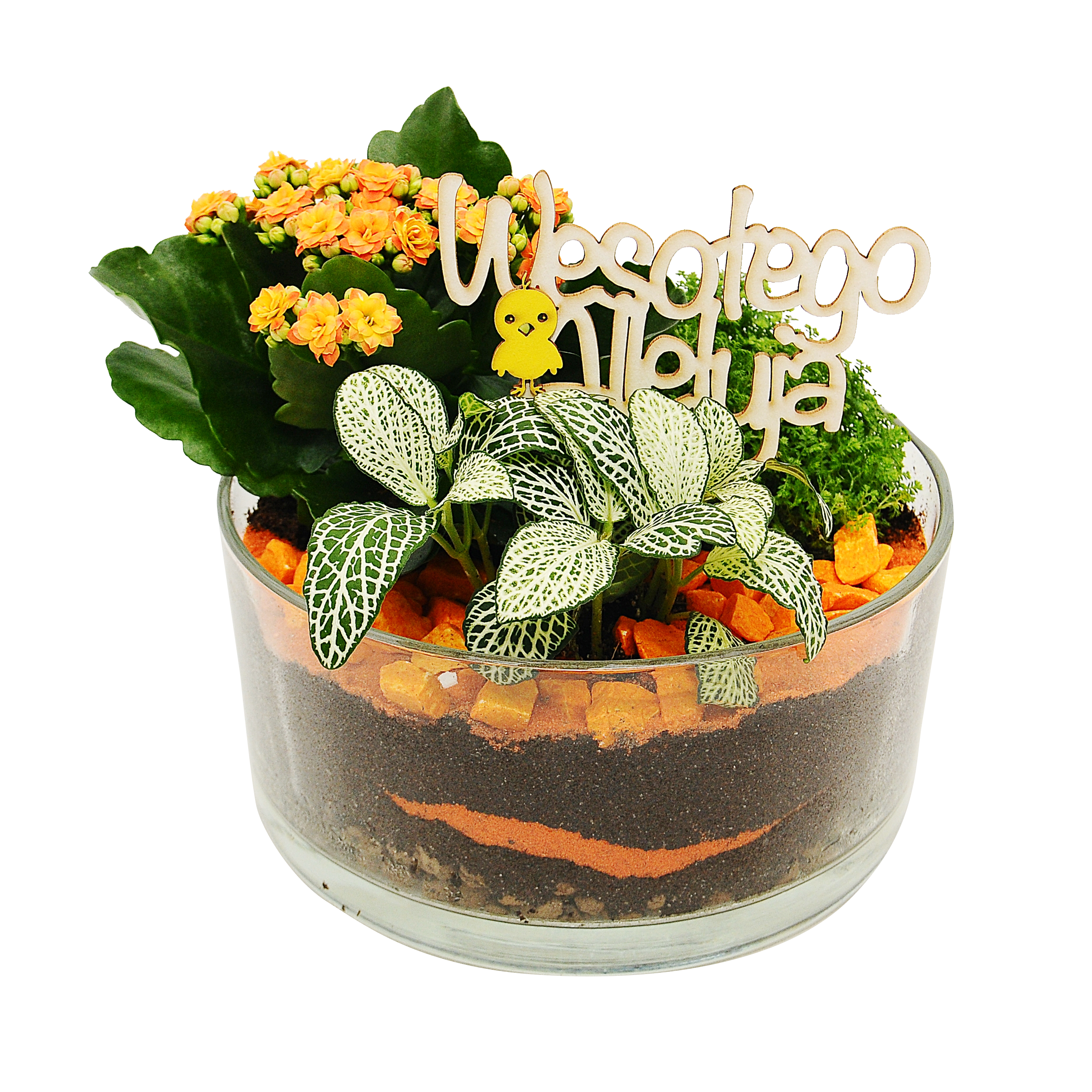 Zyworódka Kalanchoe mix 25 cm