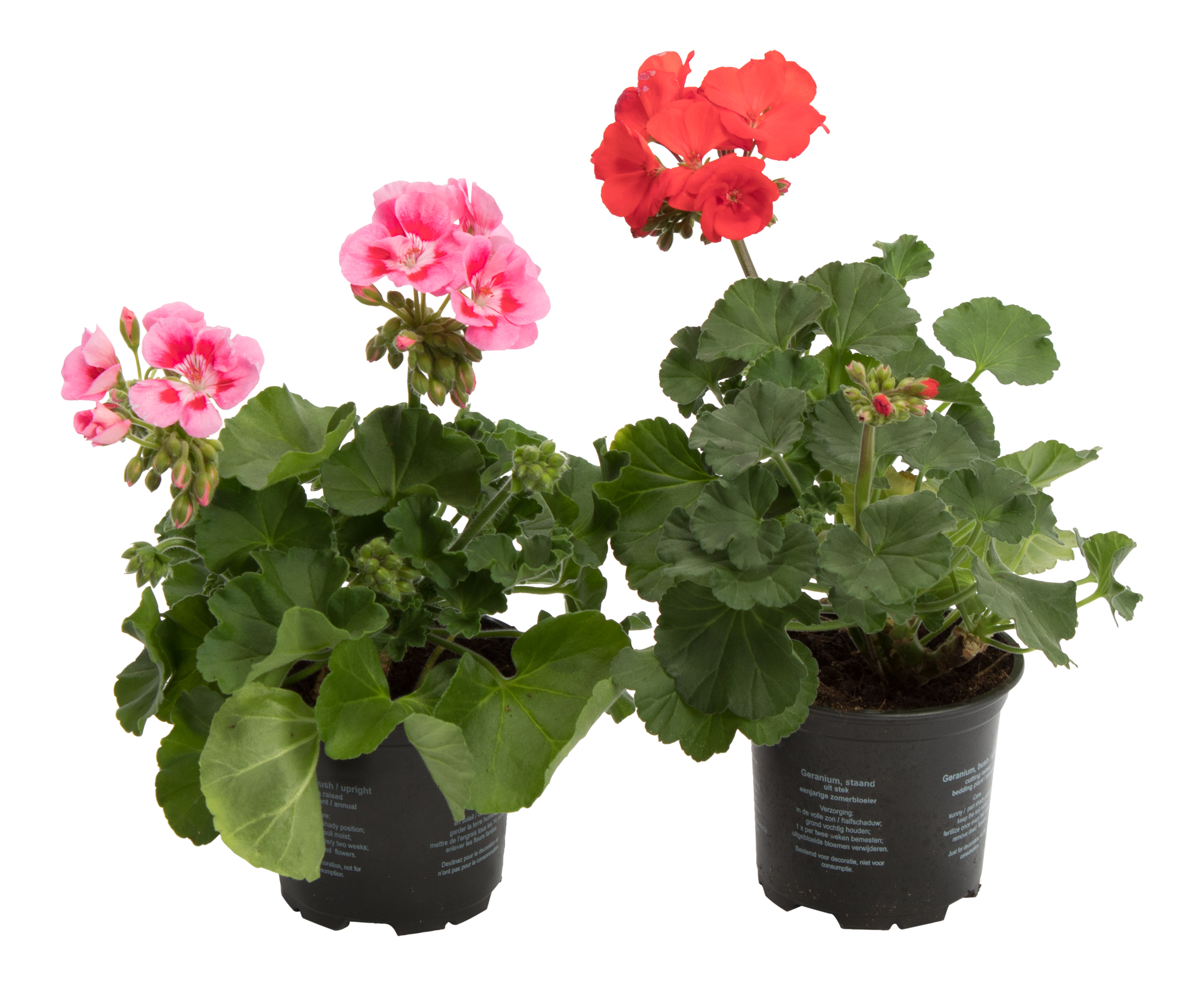 Pelargonia rabatowa mix 25 cm