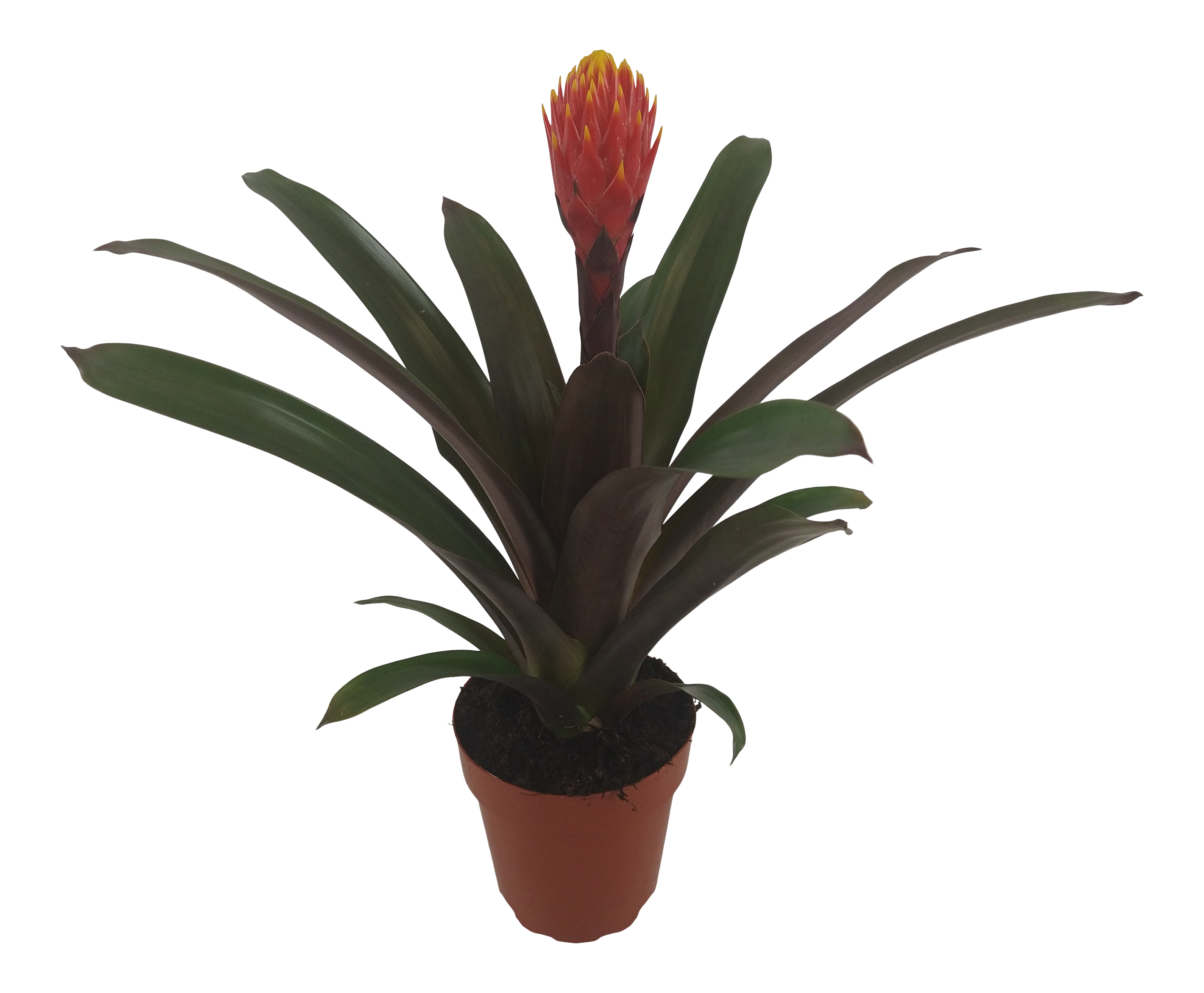Guzmania Tala 43 cm