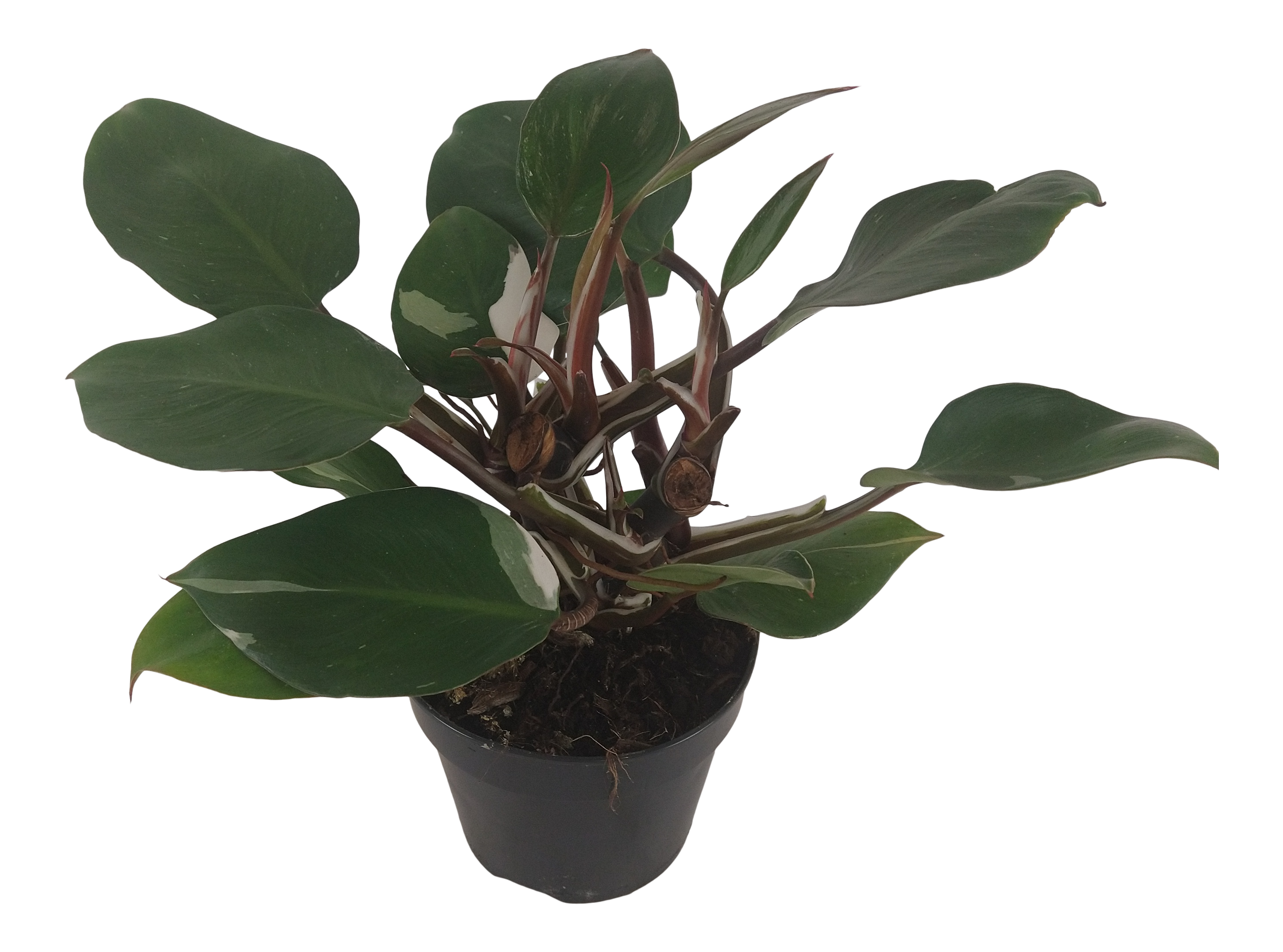 Filodendron White Knight 45 cm