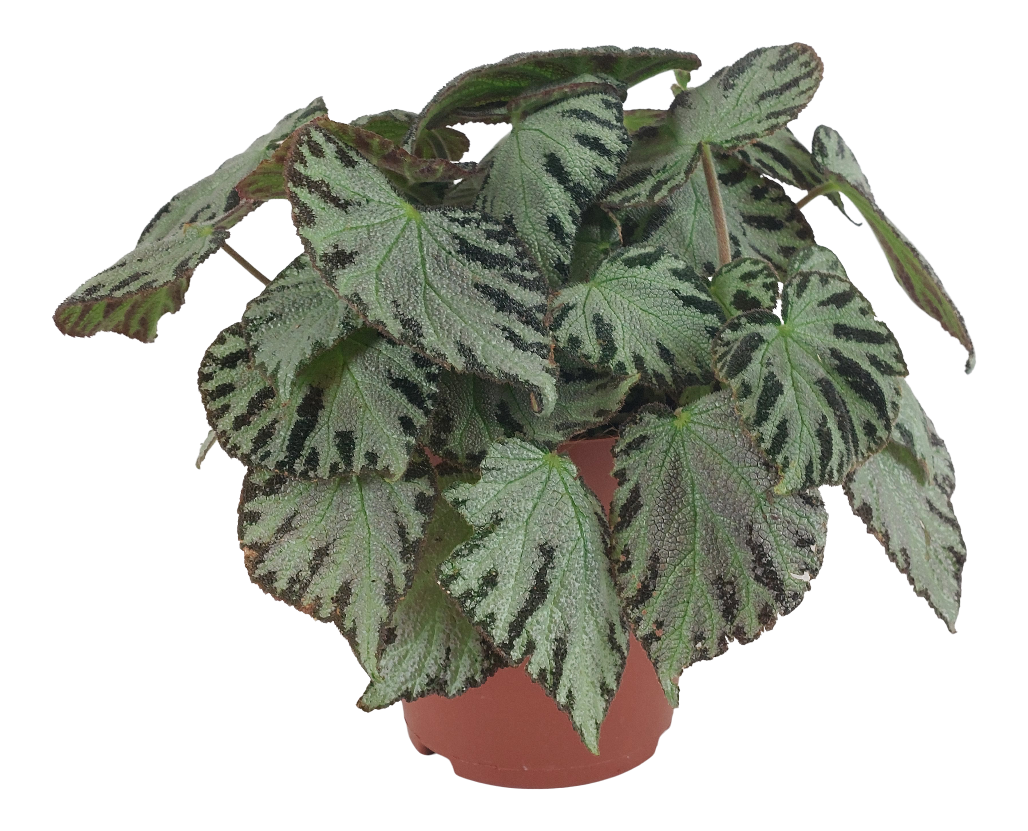 Begonia królewska Silver Jewel 30 cm