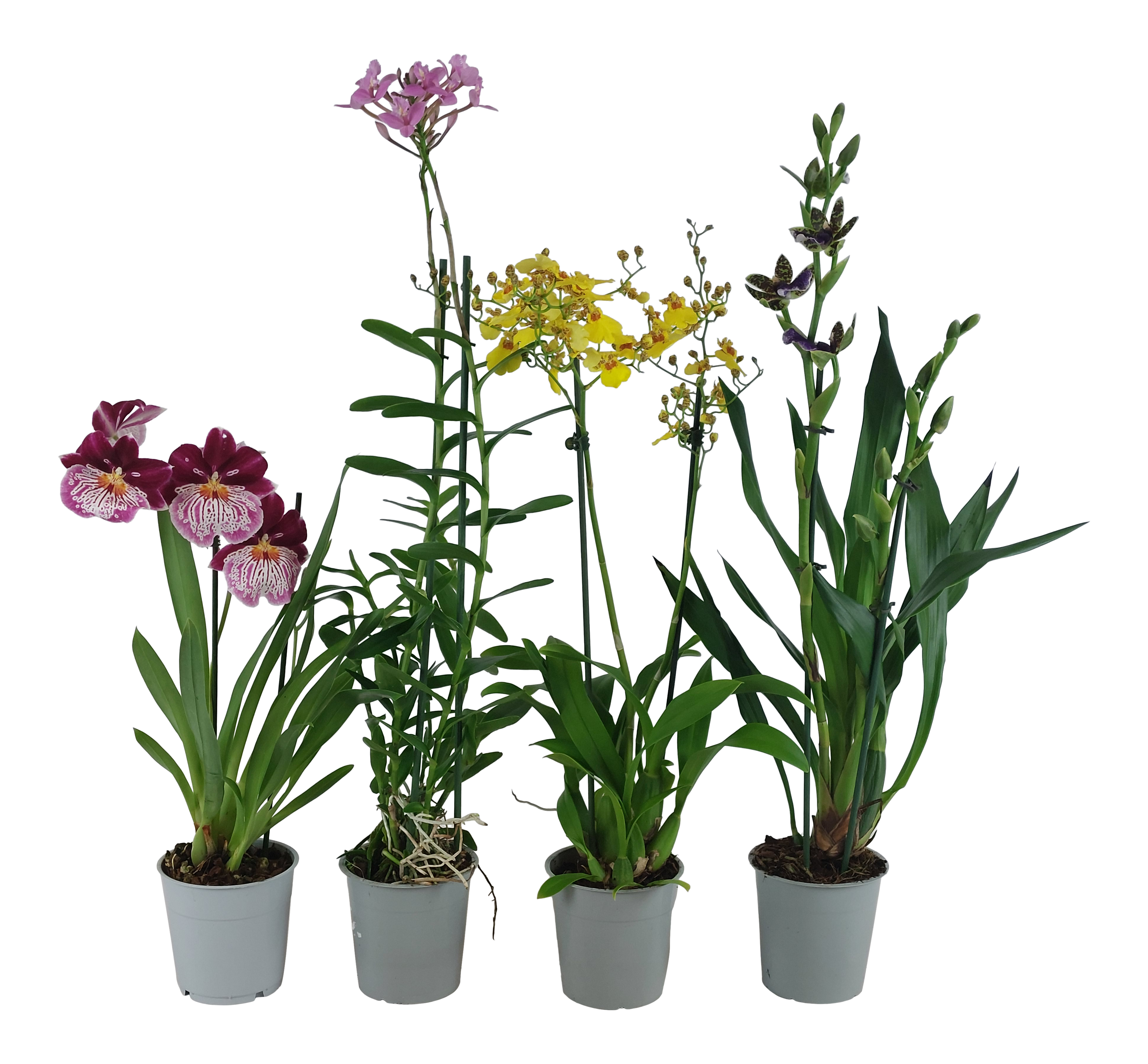 Storczyk Orchidea mix 55 cm