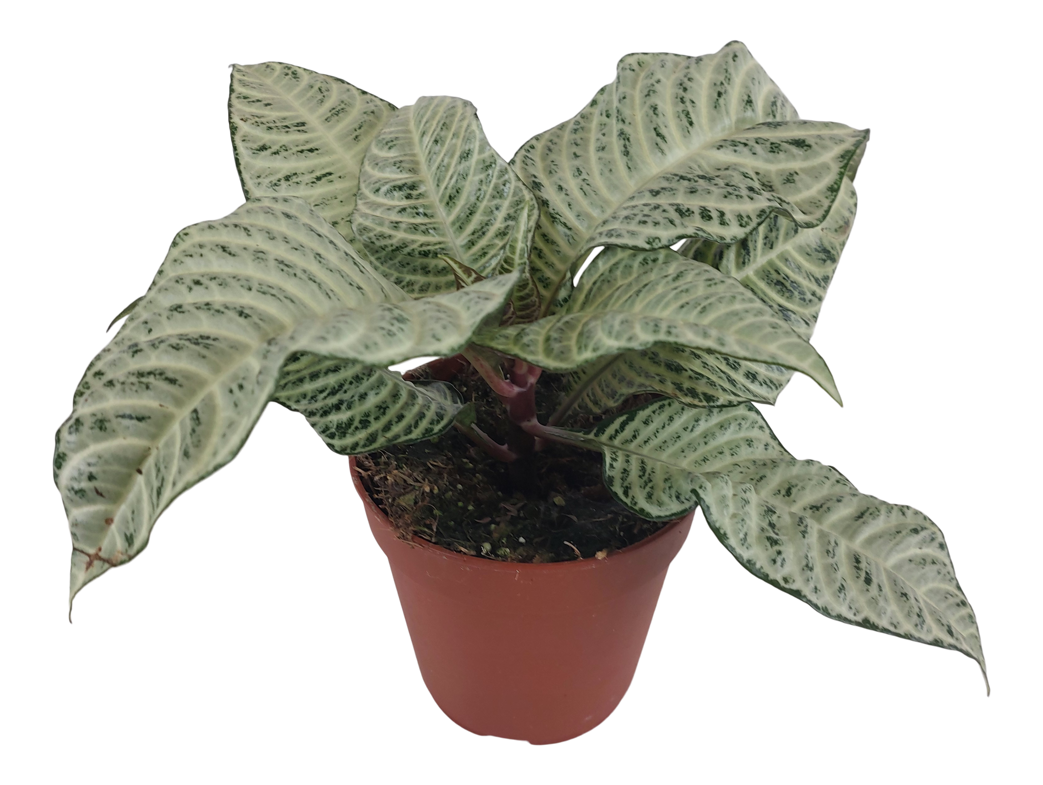 Afelandra White Wash 30 cm