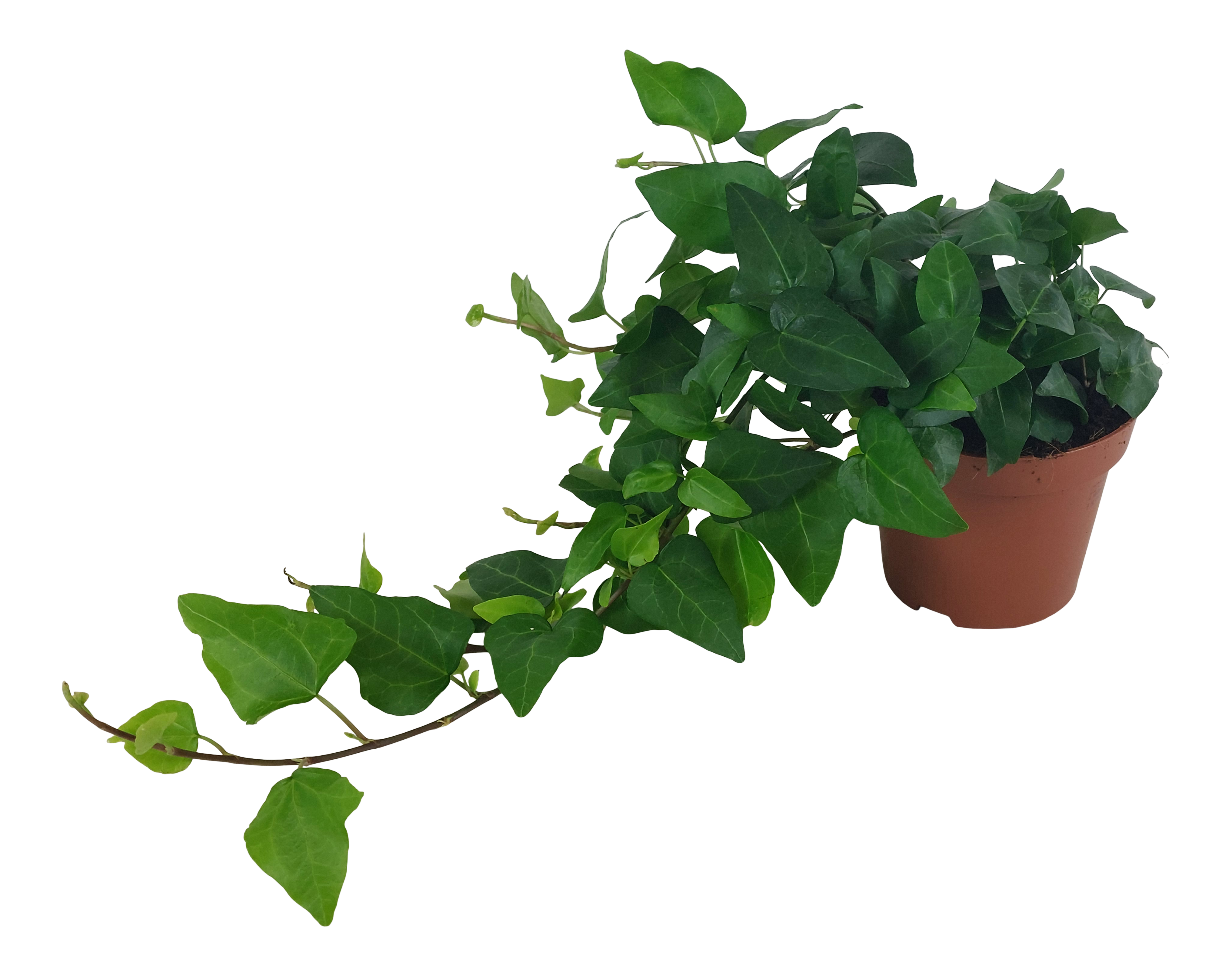 Bluszcz Mein Herz 25 cm