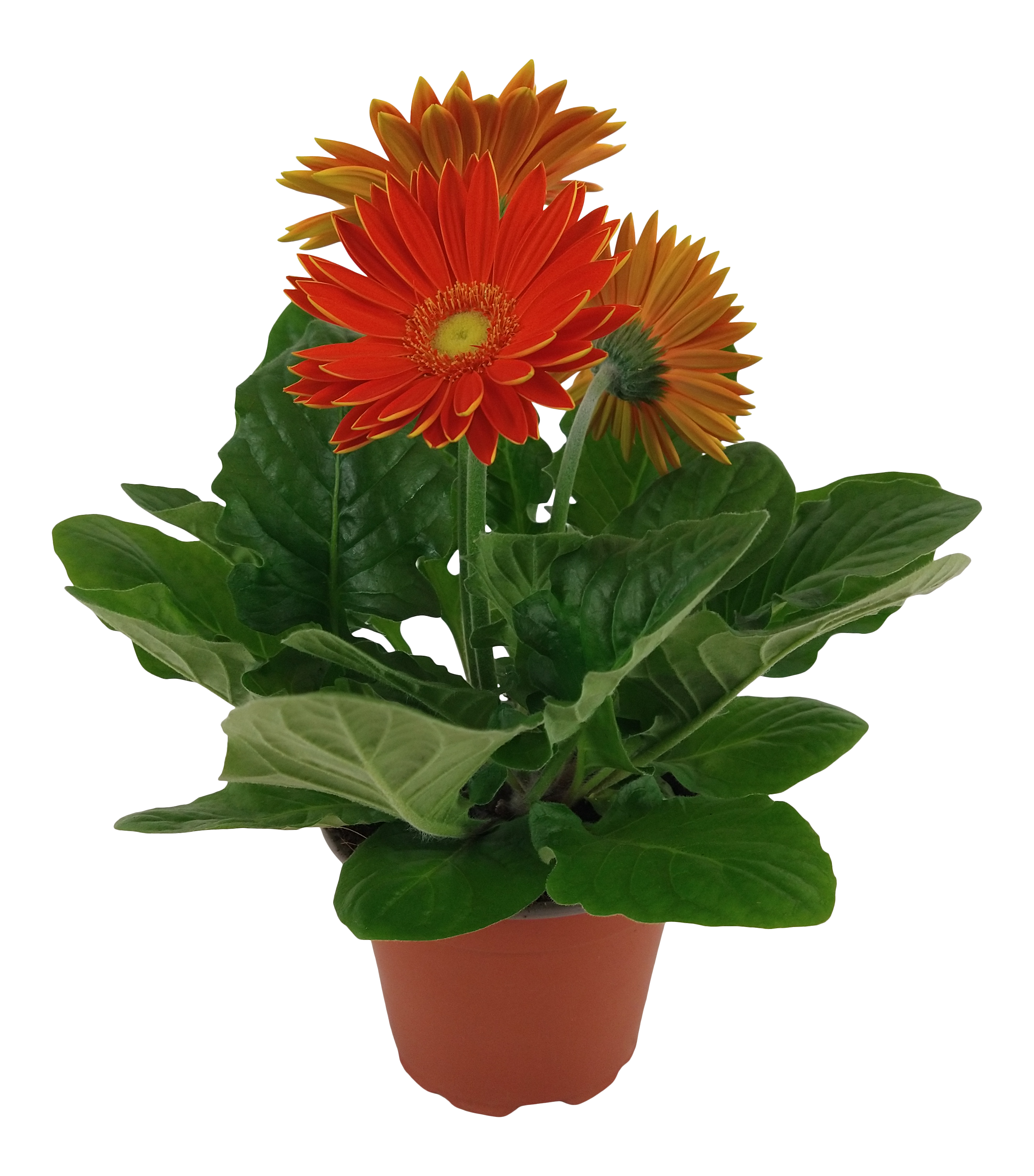 Gerbera Flori Line Orange 25cm