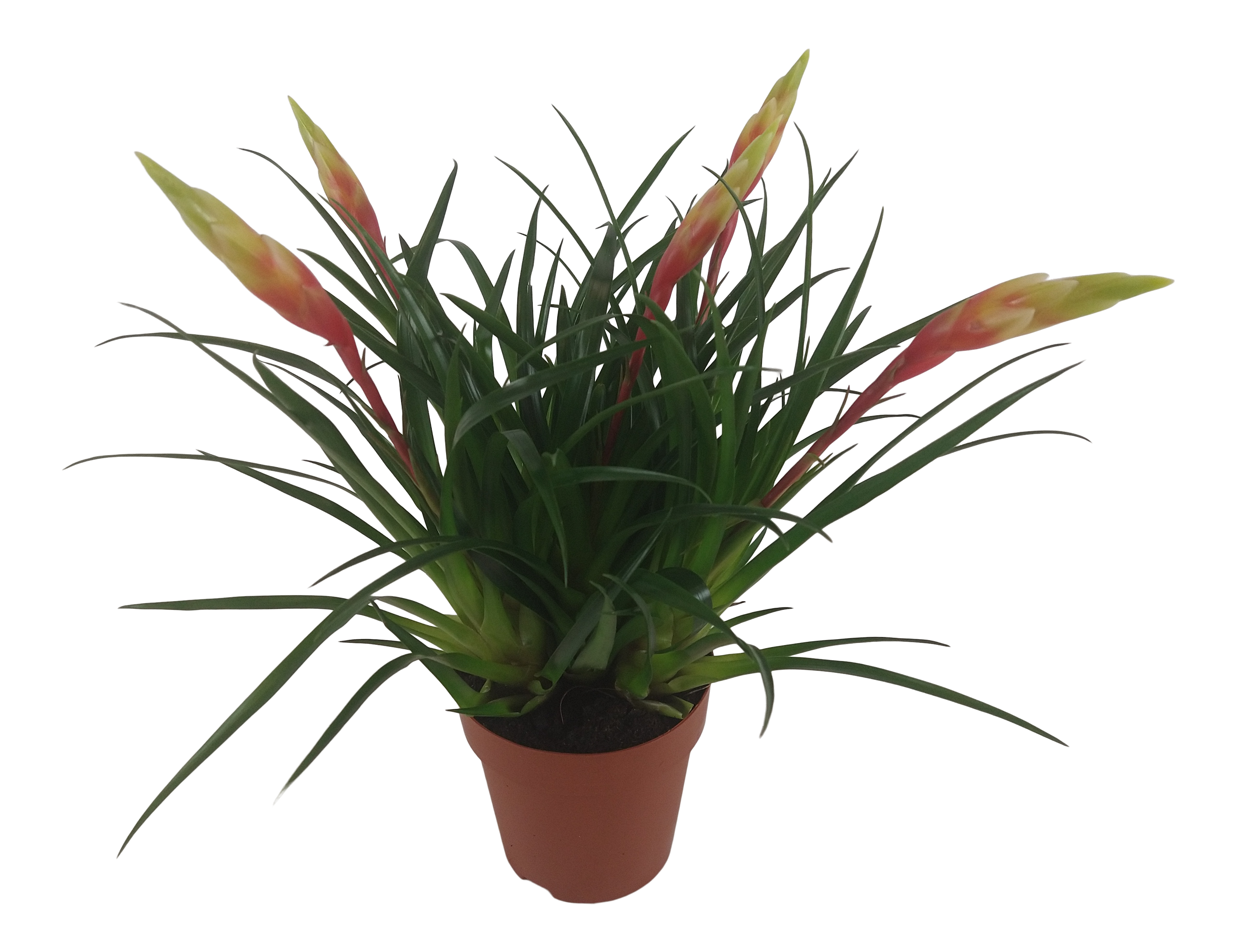 Frizea Shammon 30cm
