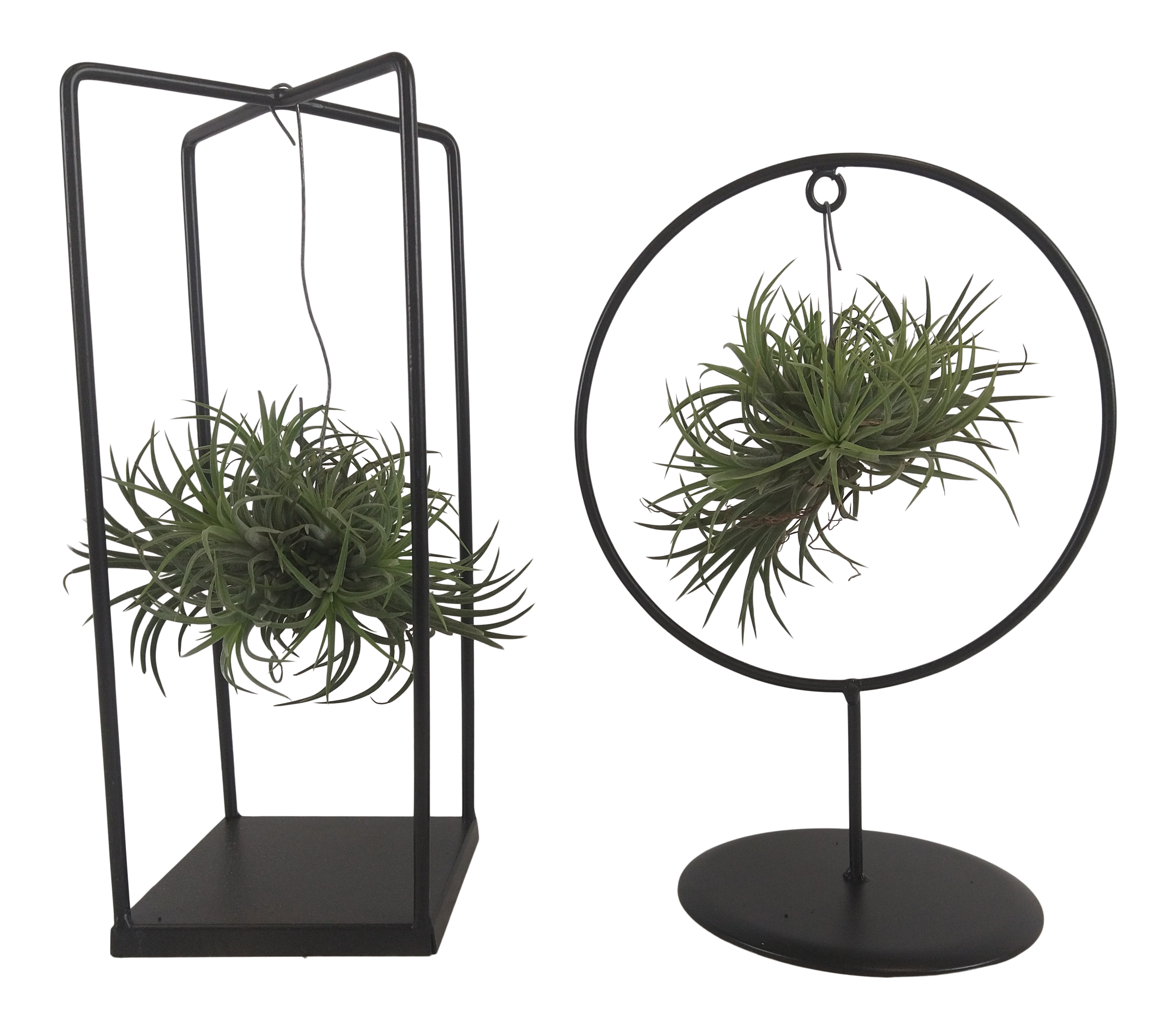 Oplątwa Tillandsia Cube/Ring mix 30cm