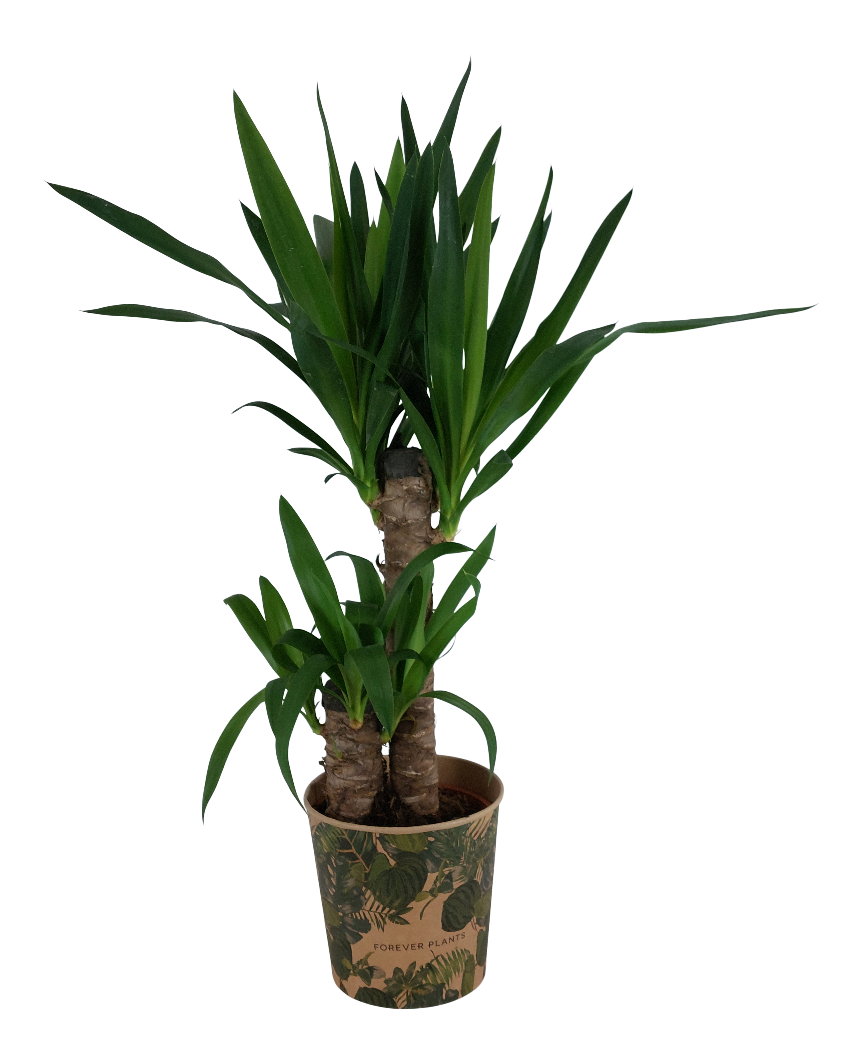 Juka 80-85 cm