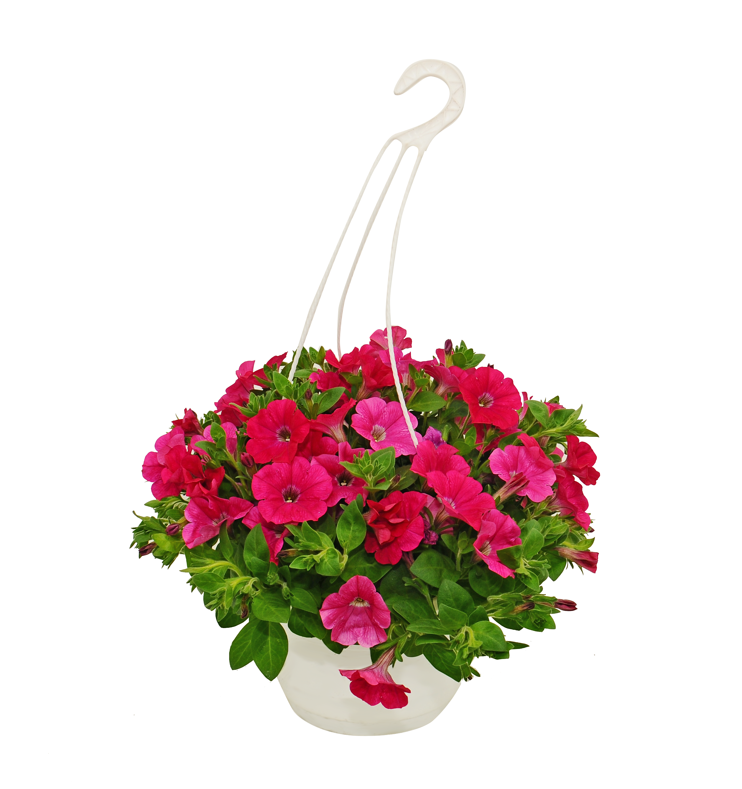 Petunia Maxi 30cm