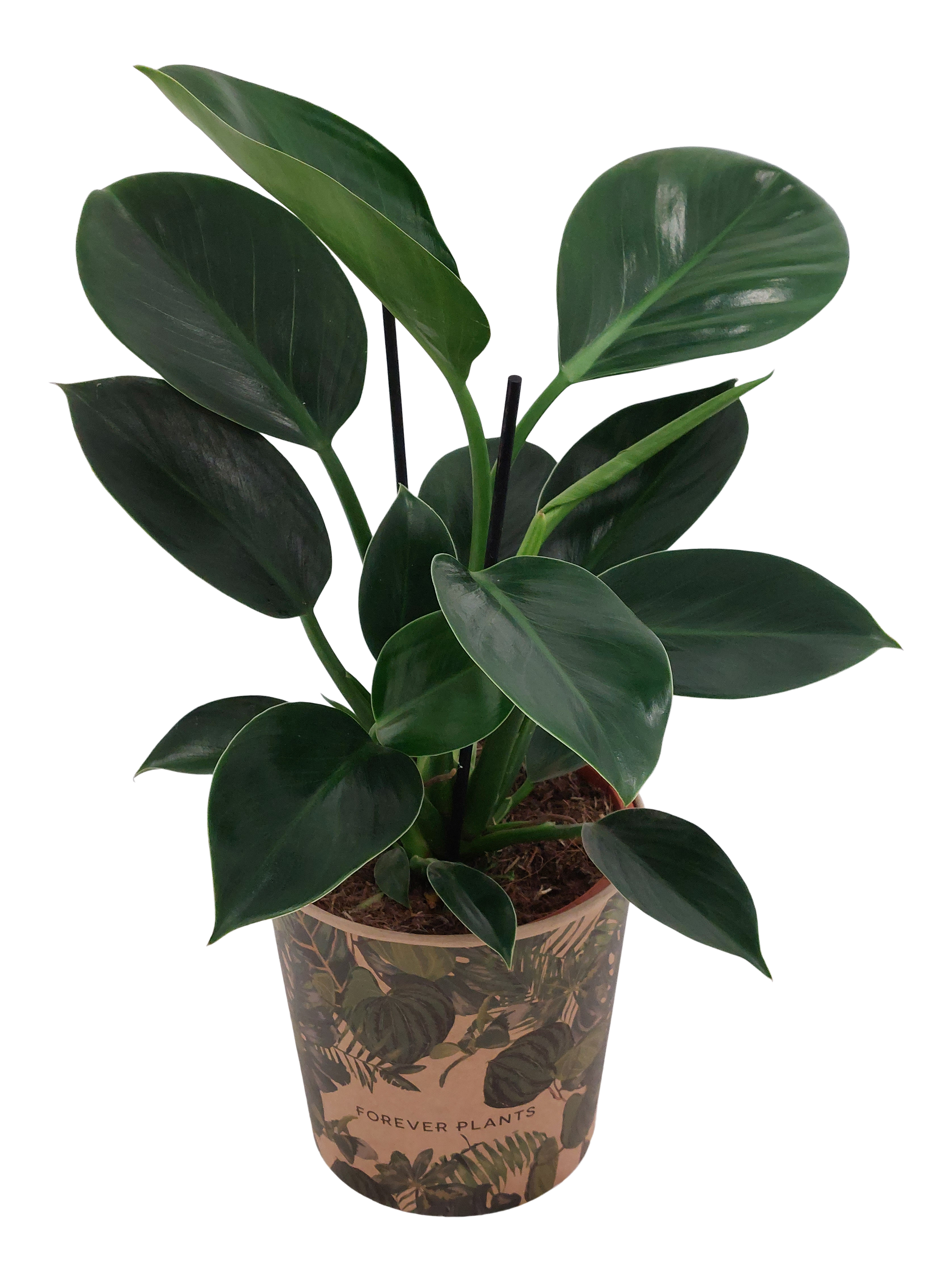 Filodendron Imperial Green 40-50 cm