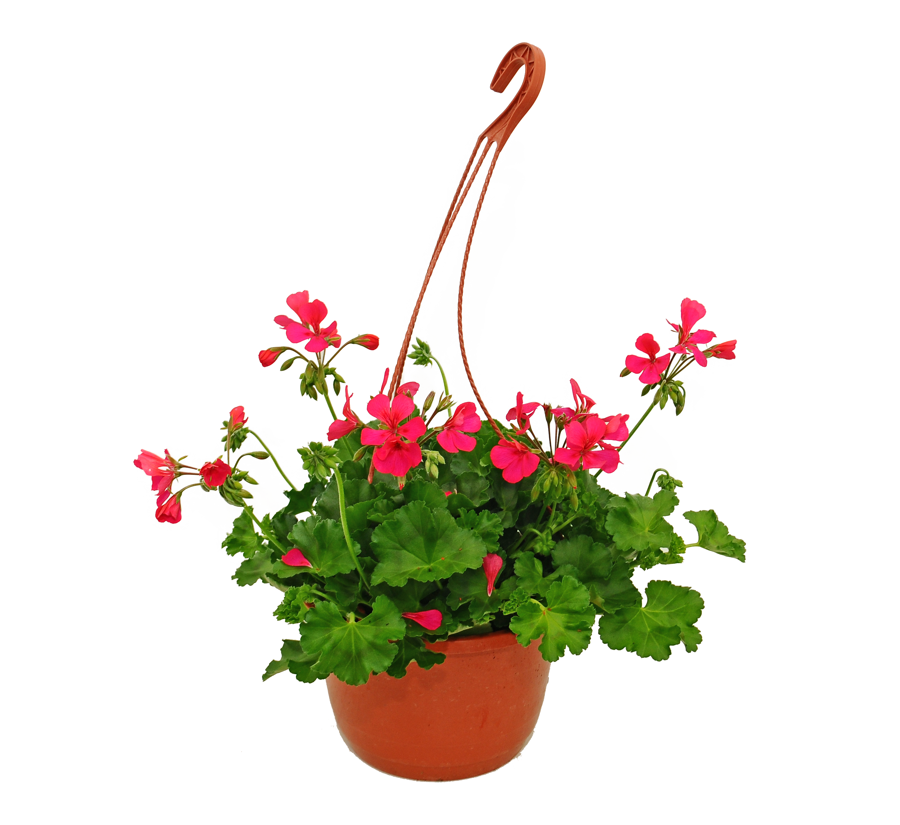Pelargonia kaskadowa maxi 30 cm