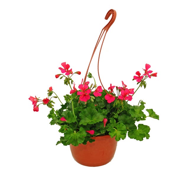 Pelargonia kaskadowa maxi 30 cm 84582701