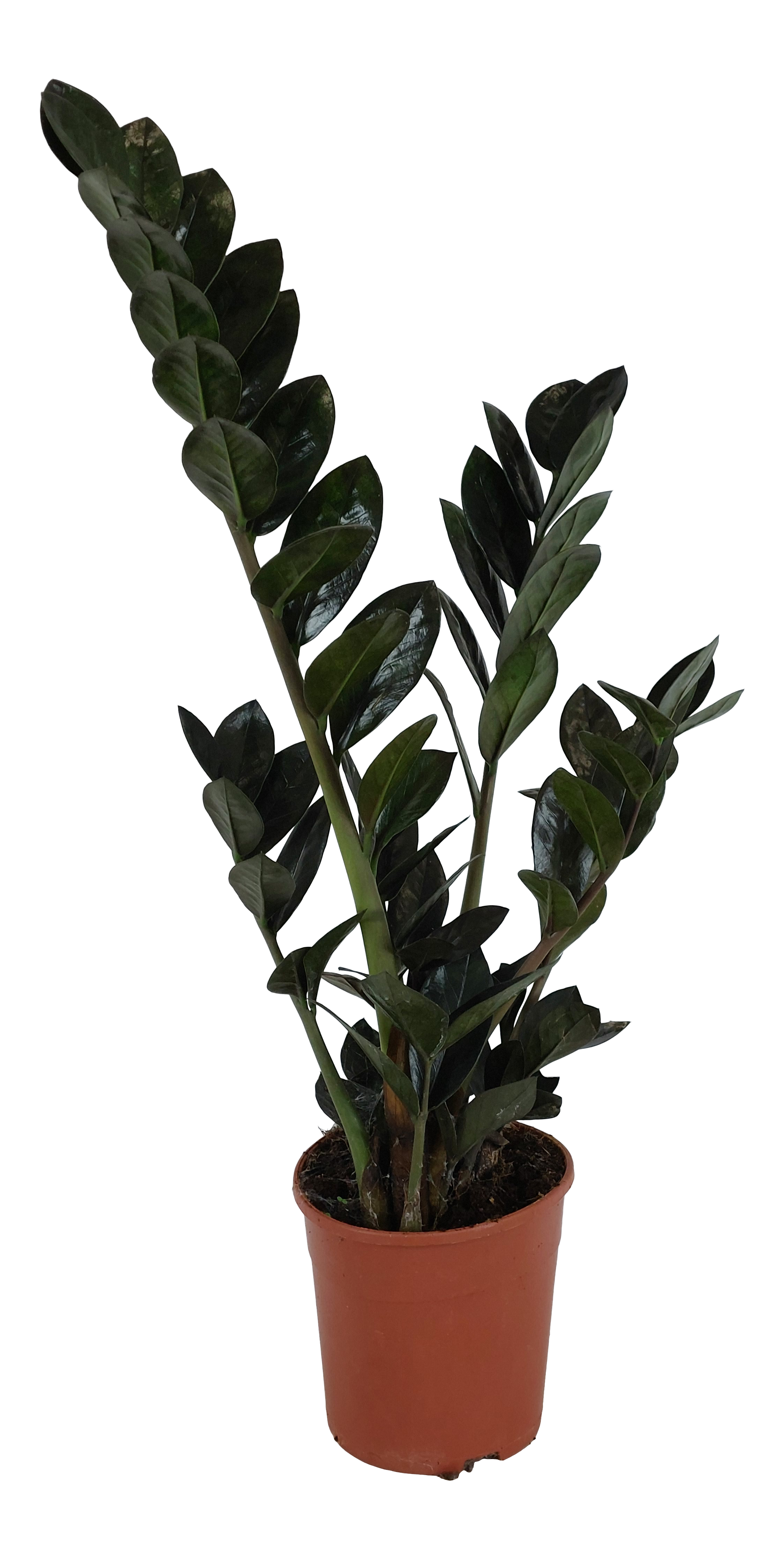 Zamiokulkas zamiolistny czarny Raven 60cm