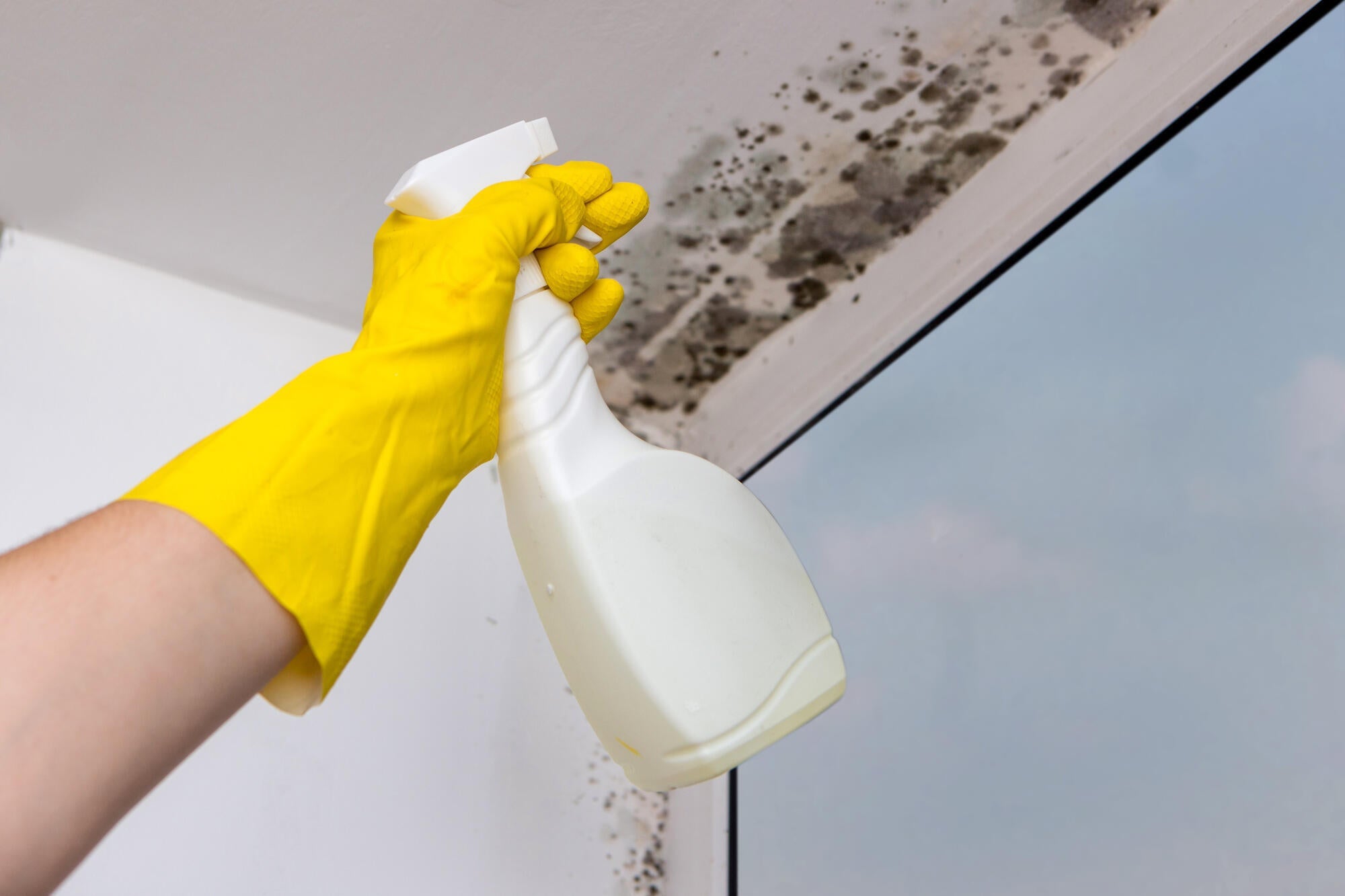 antimuffa spray igienizzante per muro interni casa bagno docce alghe pareti