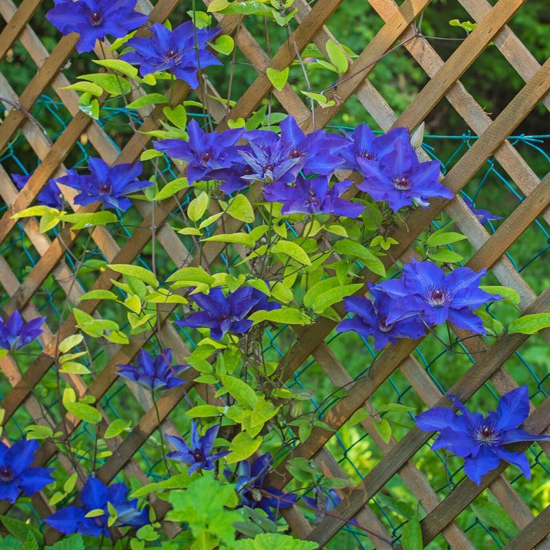 Come scegliere reti e frangivista per giardini e balconi