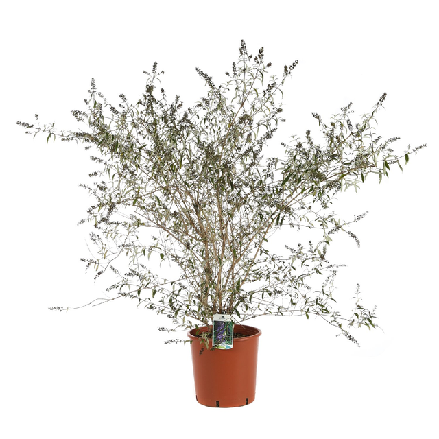 BUDDLEJA Davidii MIDNIGHT Viola ALBERO DELLE FARFALLE H30cm FOTO REALE - 7