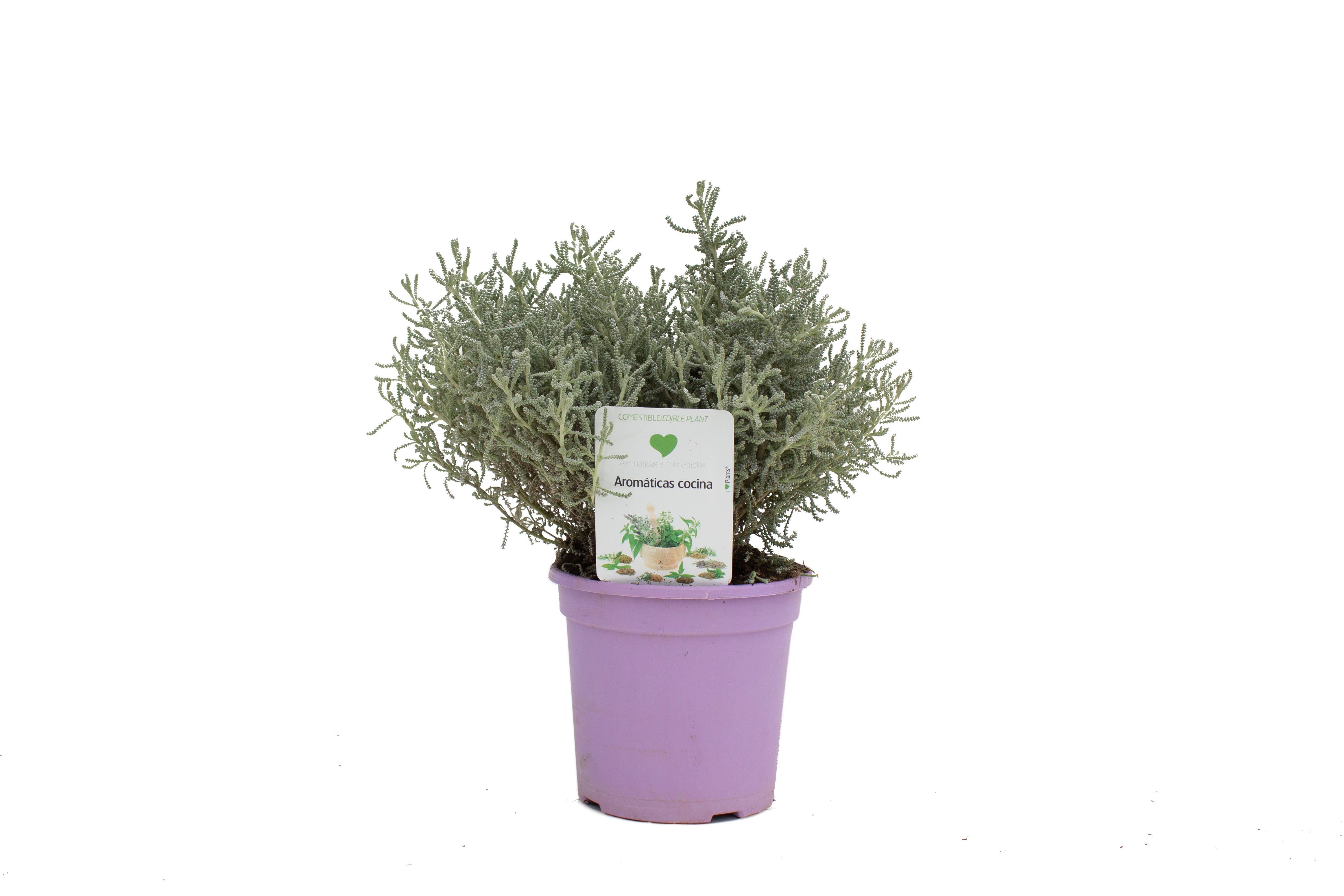 Santolina Chamecyparissus LF13 cm | Leroy Merlin