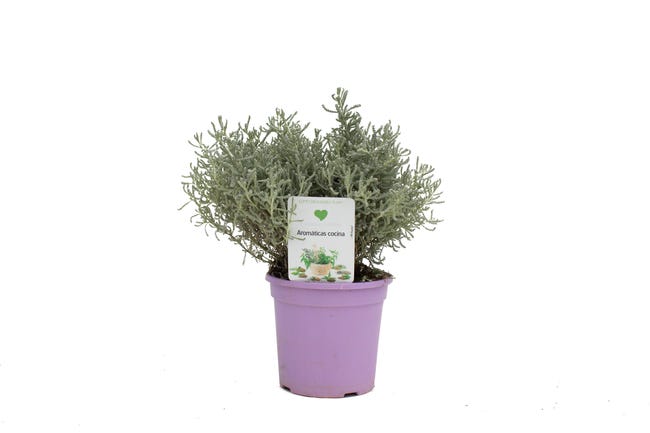 Santolina Chamecyparissus LF13 cm | Leroy Merlin