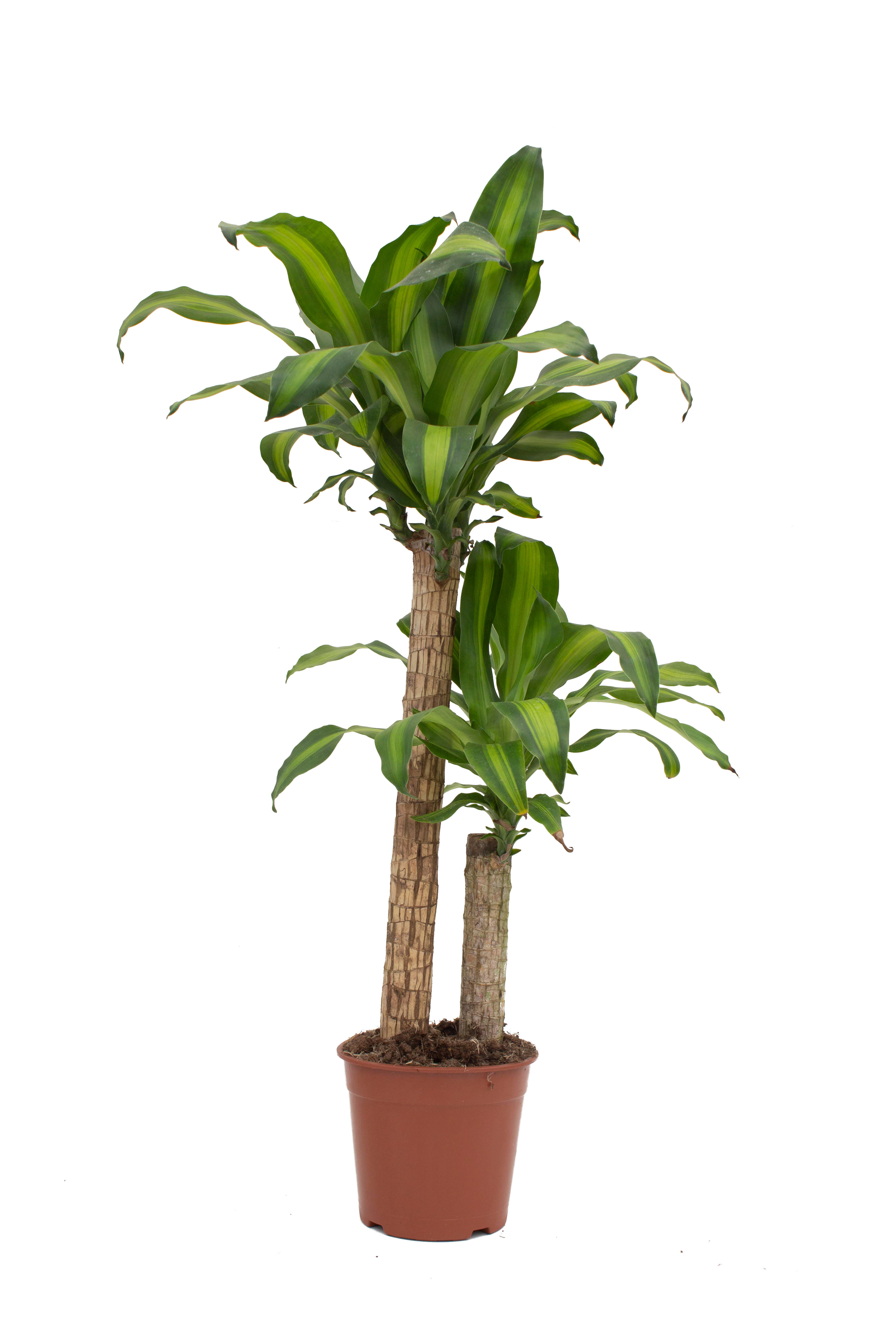 Planta de interior Dracaena fragrans 'massangeana' - 2
