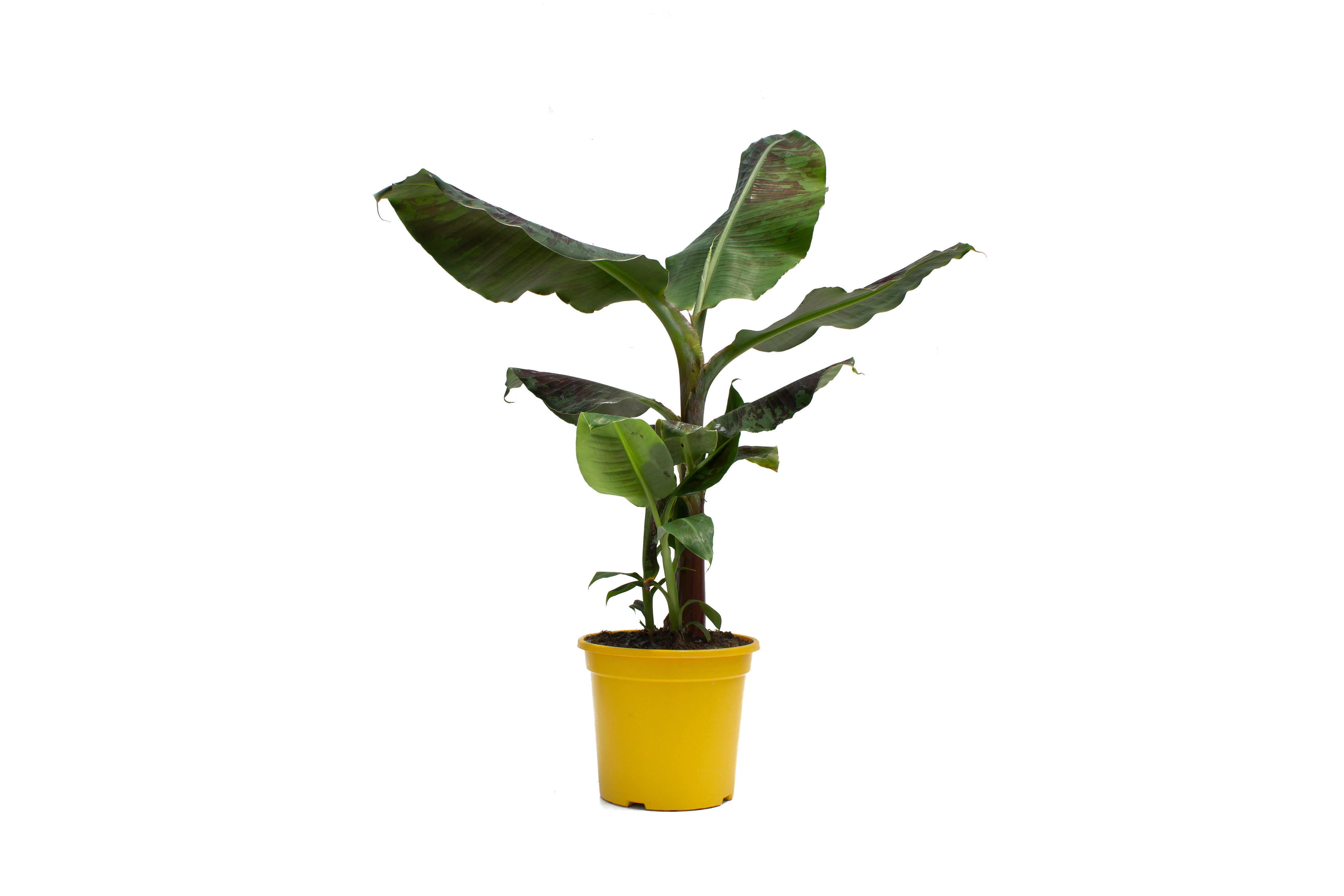Platanera Canaria 60-80 cm de altura - 3