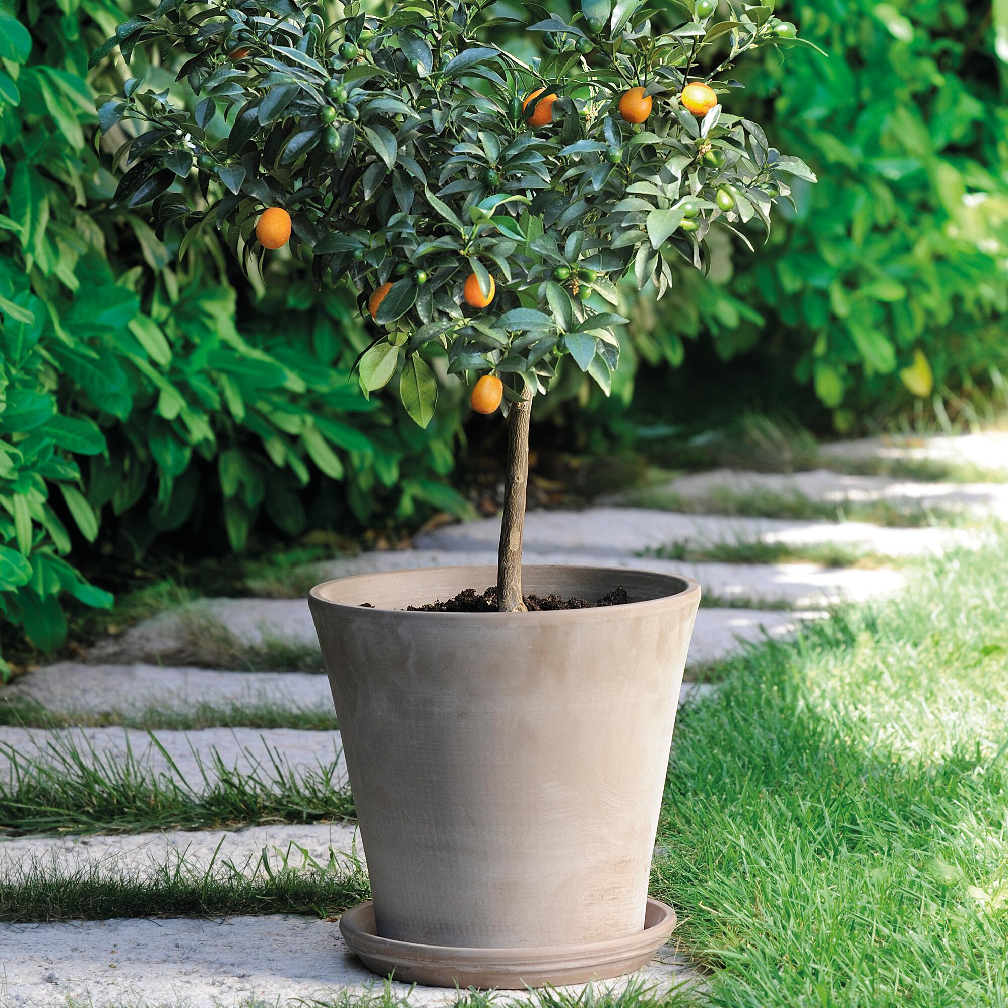 Maceta de cerámica Vaso cono gris 16 cm - 2