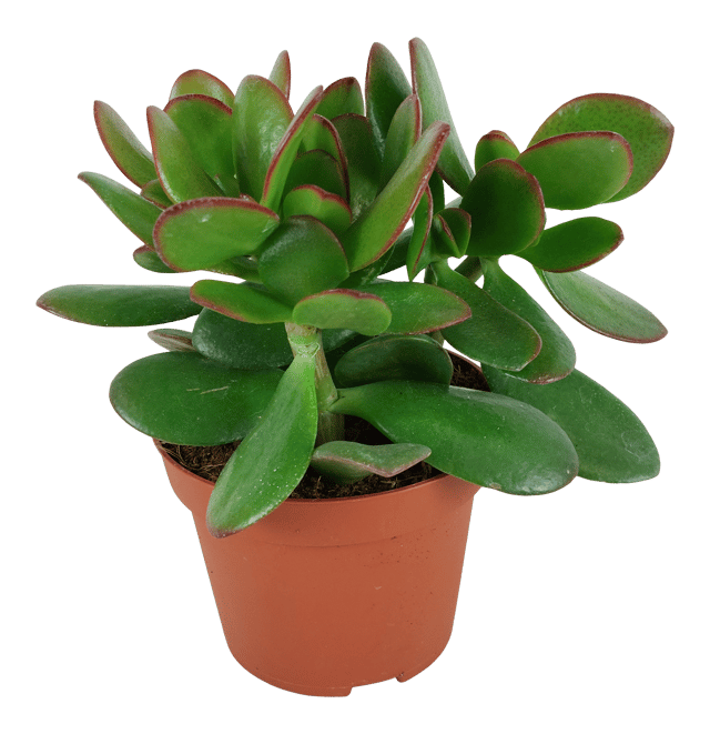 Grubosz Ovata in Sombr don 15 cm