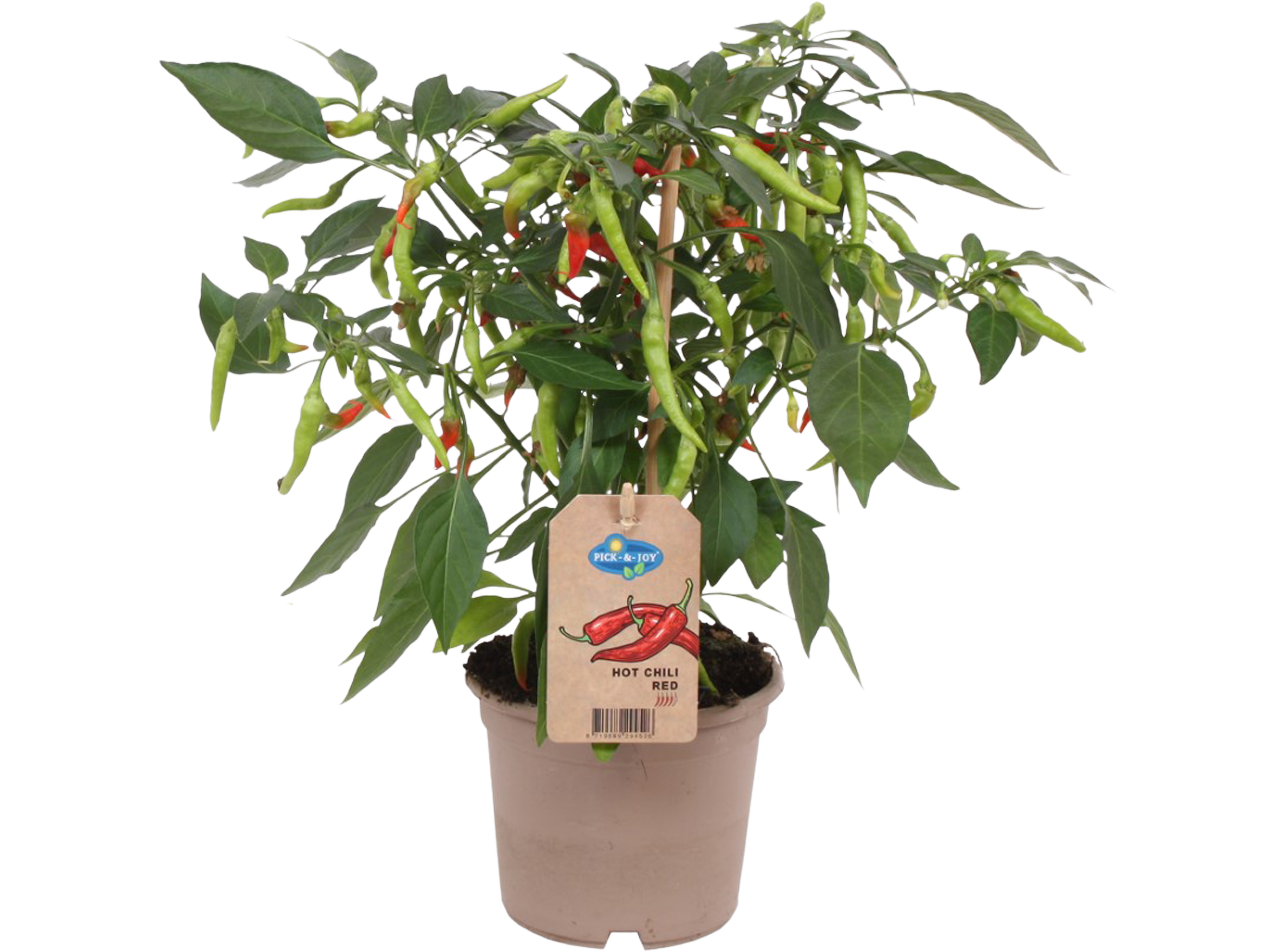 Papryka Hot Chili Fiesta 35 cm