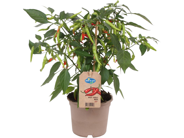 Papryka Hot Chili Fiesta 35 cm