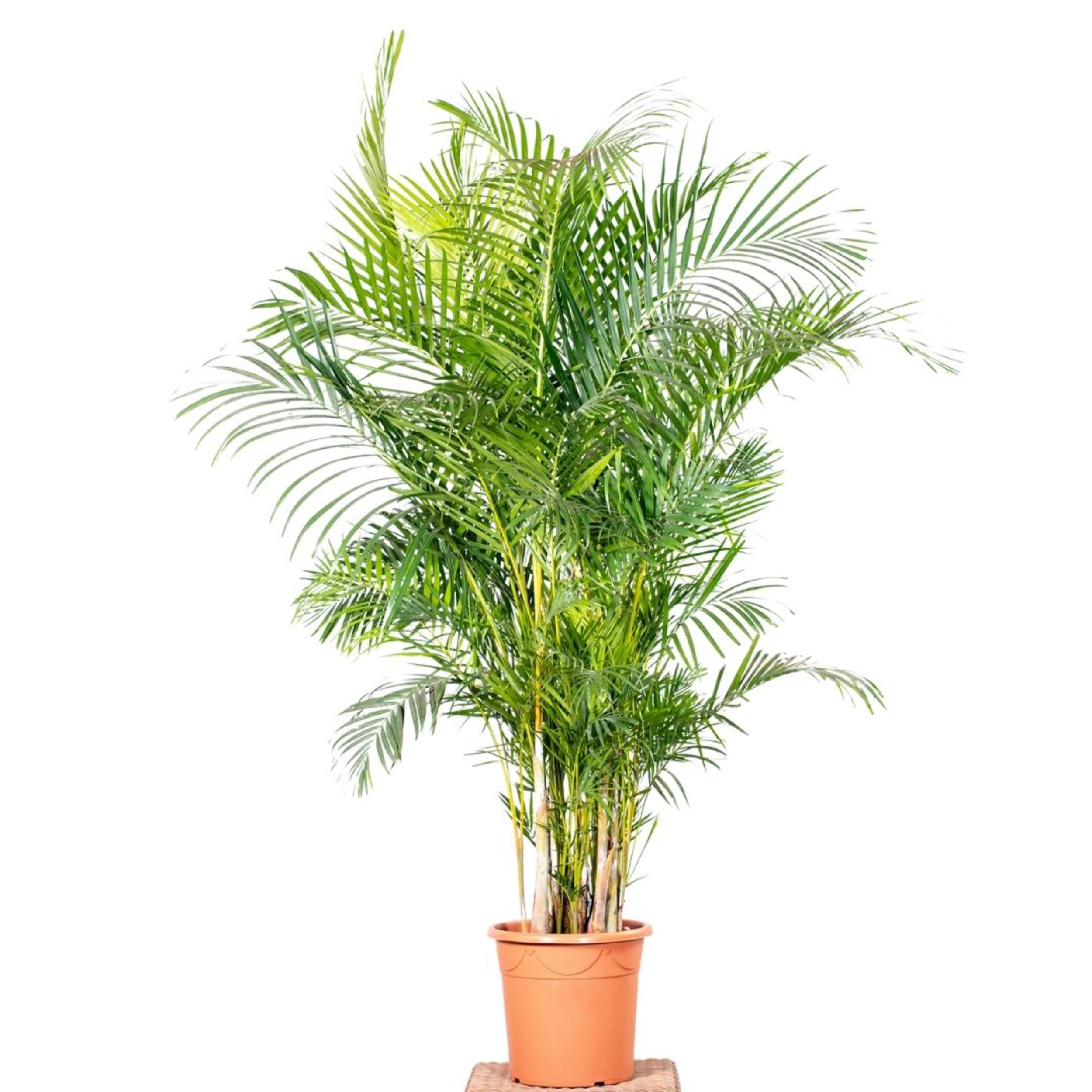 Palma Areka 210-220 cm