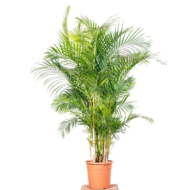 Palma areka 210 220 cm 84168864